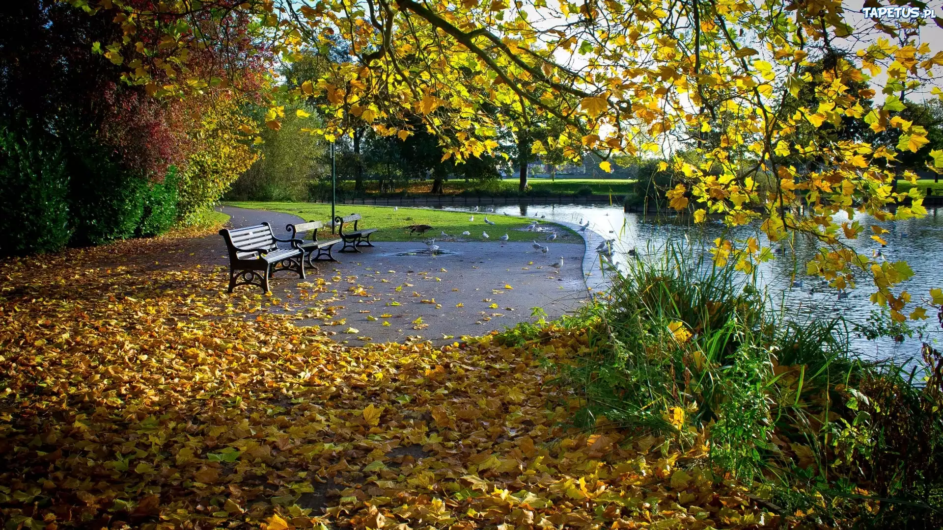 Jesień, Park, Staw, Ławka, Liście