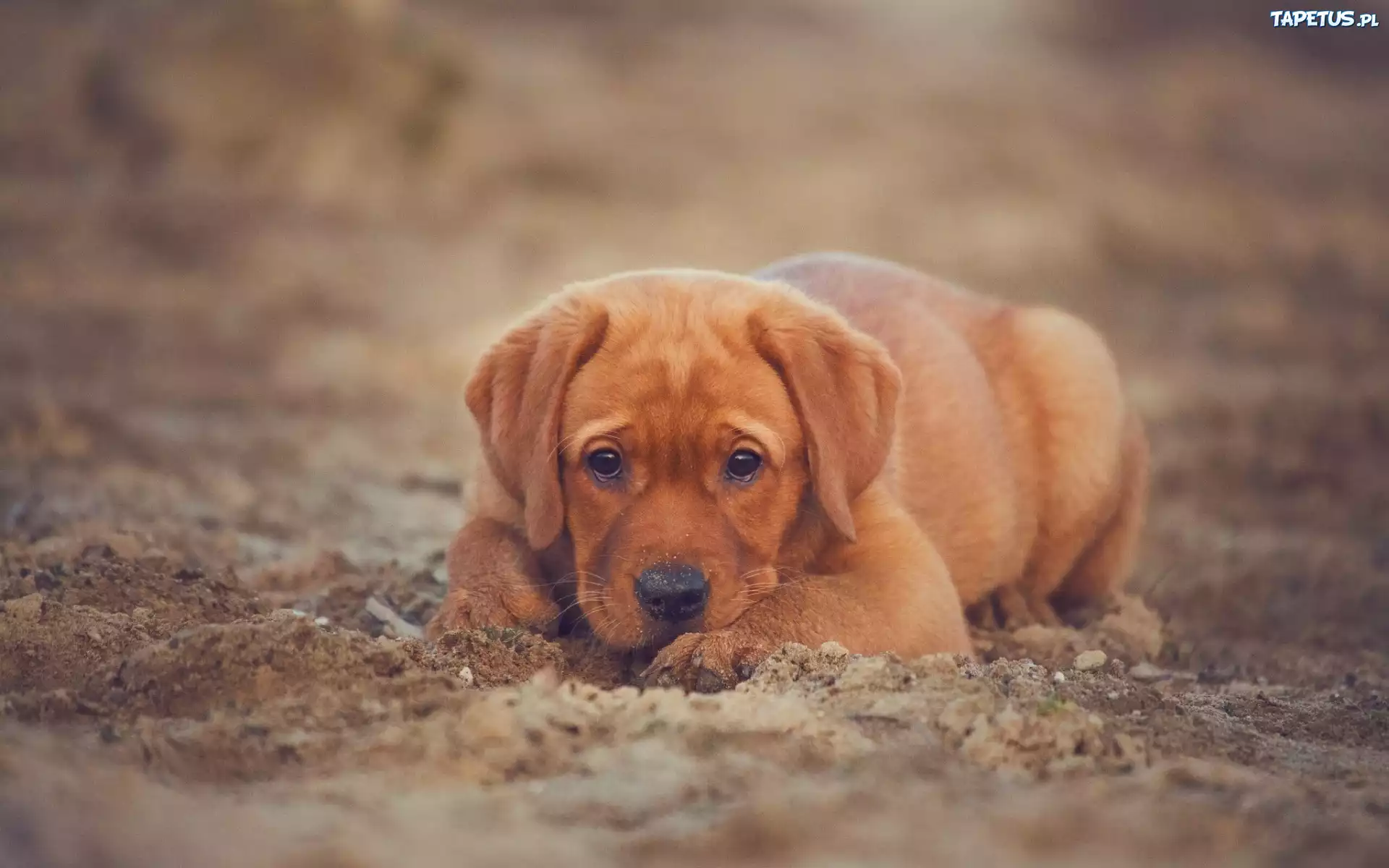 Labrador retriever, Brązowy, Uszy, Długie, Szczeniak