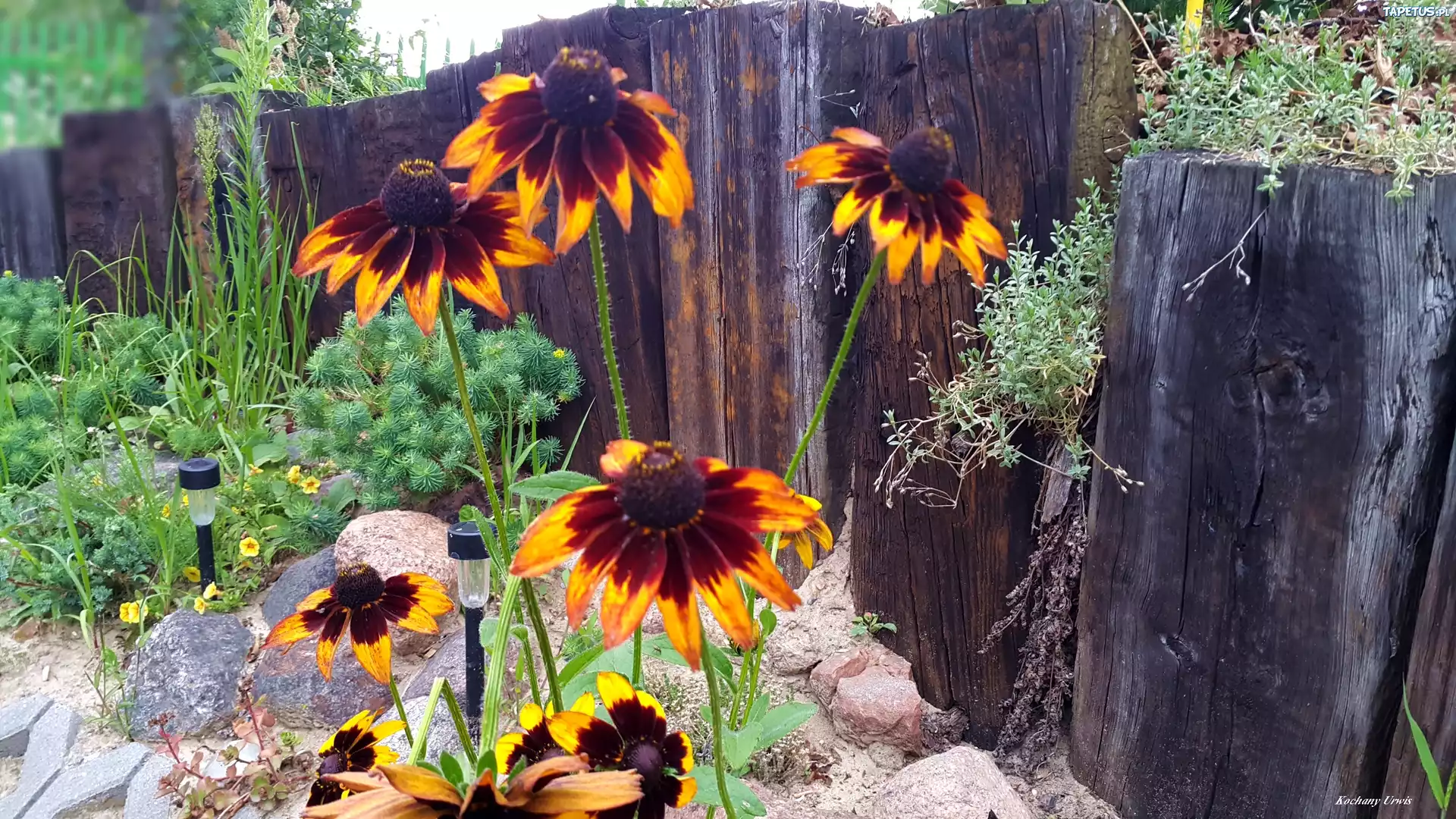 Rudbekia, Kamienie, Płot, Rośliny