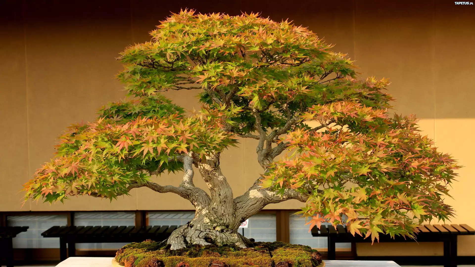 Drzewko, Bonsai, Miniatura, Klonu