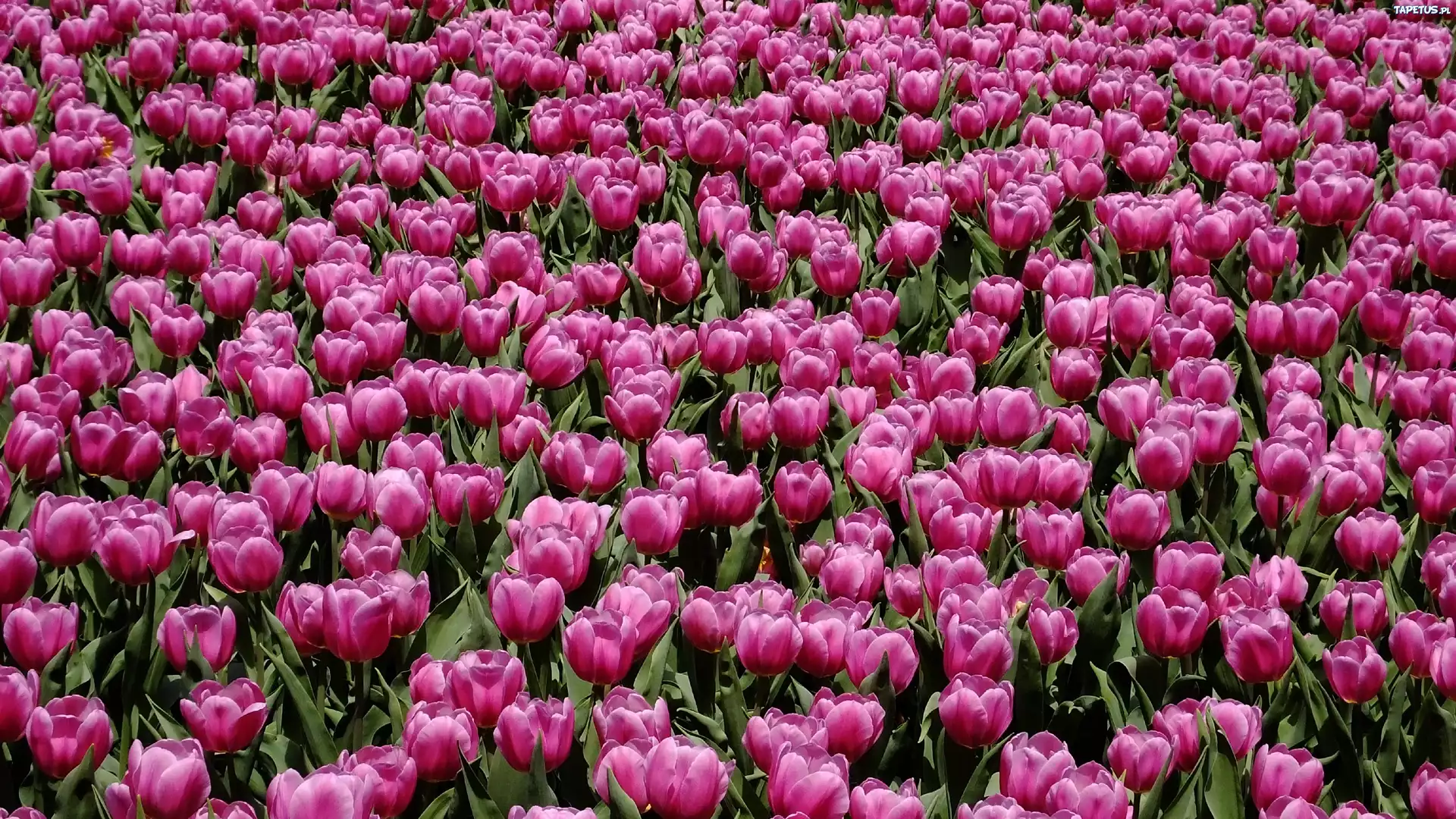 Kwiaty, Tulipany, Fioletowe, Pole
