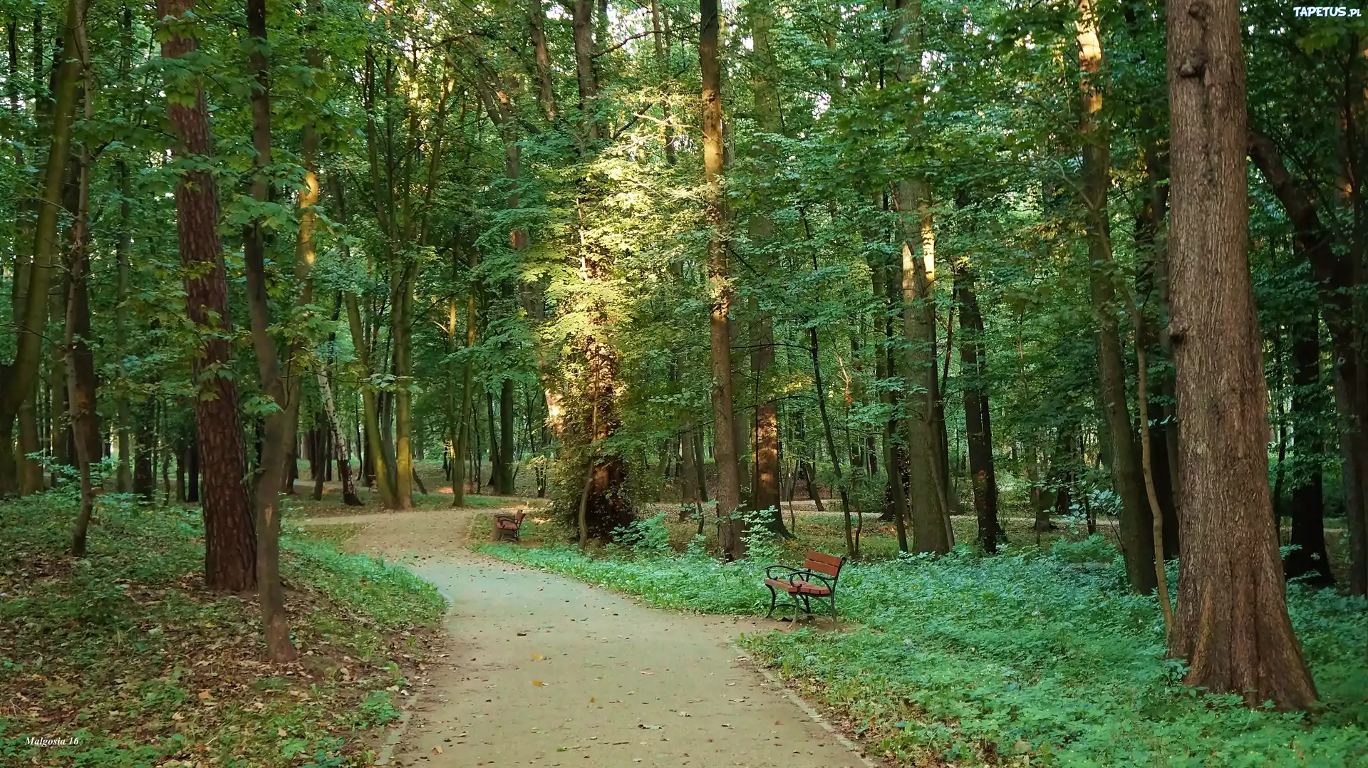 В лесах парка можно встретить. Парк, парк, Битцевский лес.. Аллея Битцевский парк.