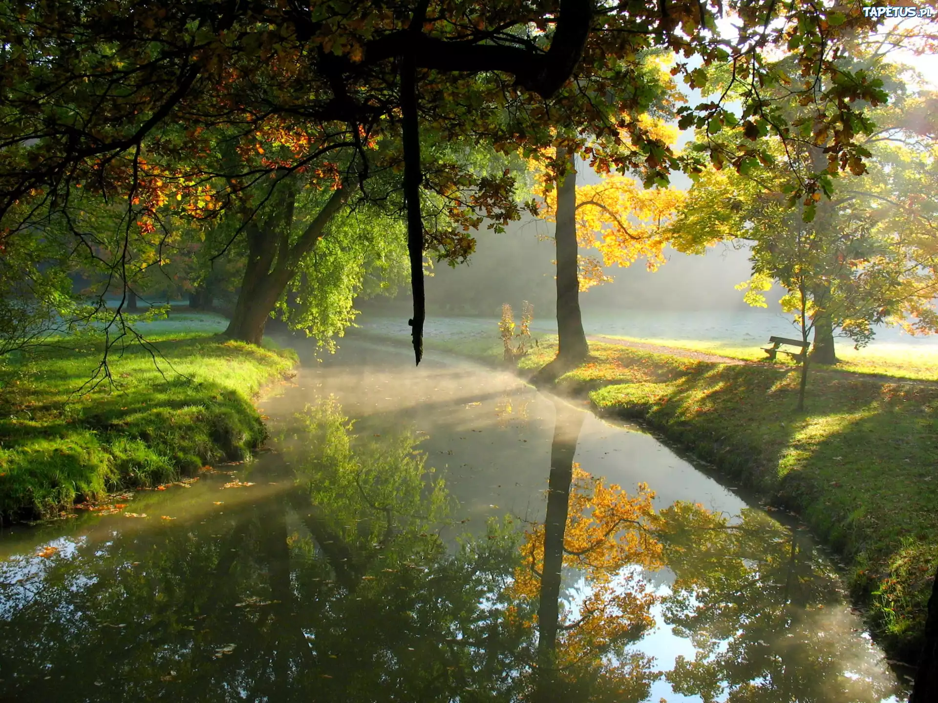 Drzewa, Rzeka, Park