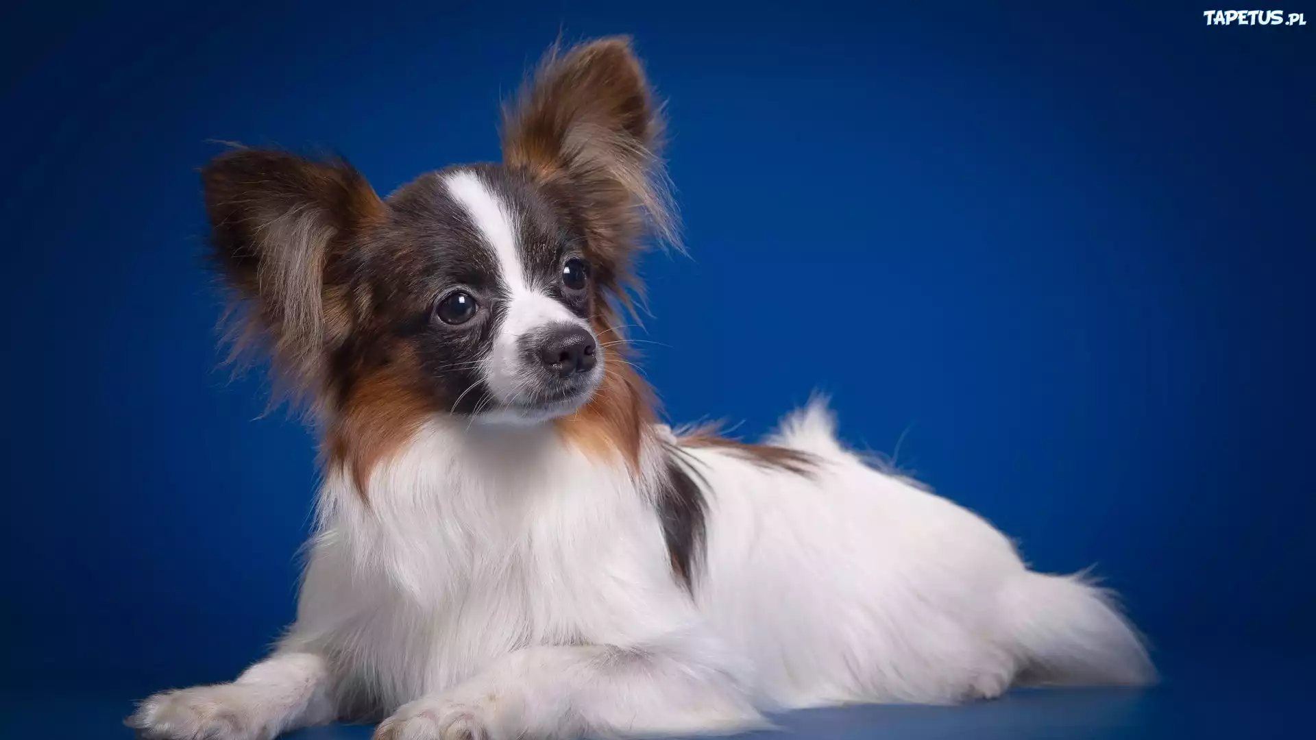 Pies, Spaniel kontynentalny miniaturowy, Papillon