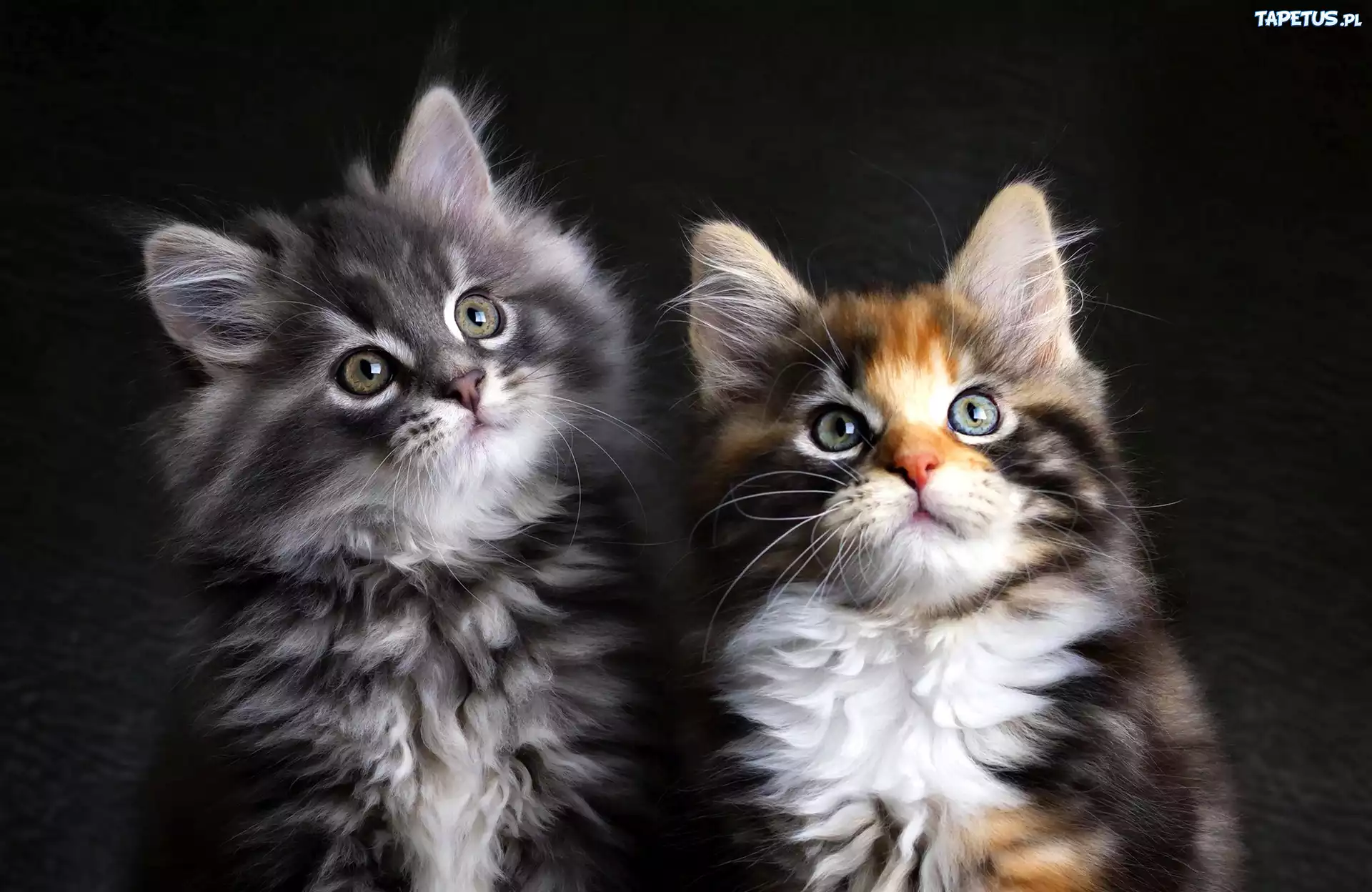 Dwa, Koty, Kotki, Maine coon