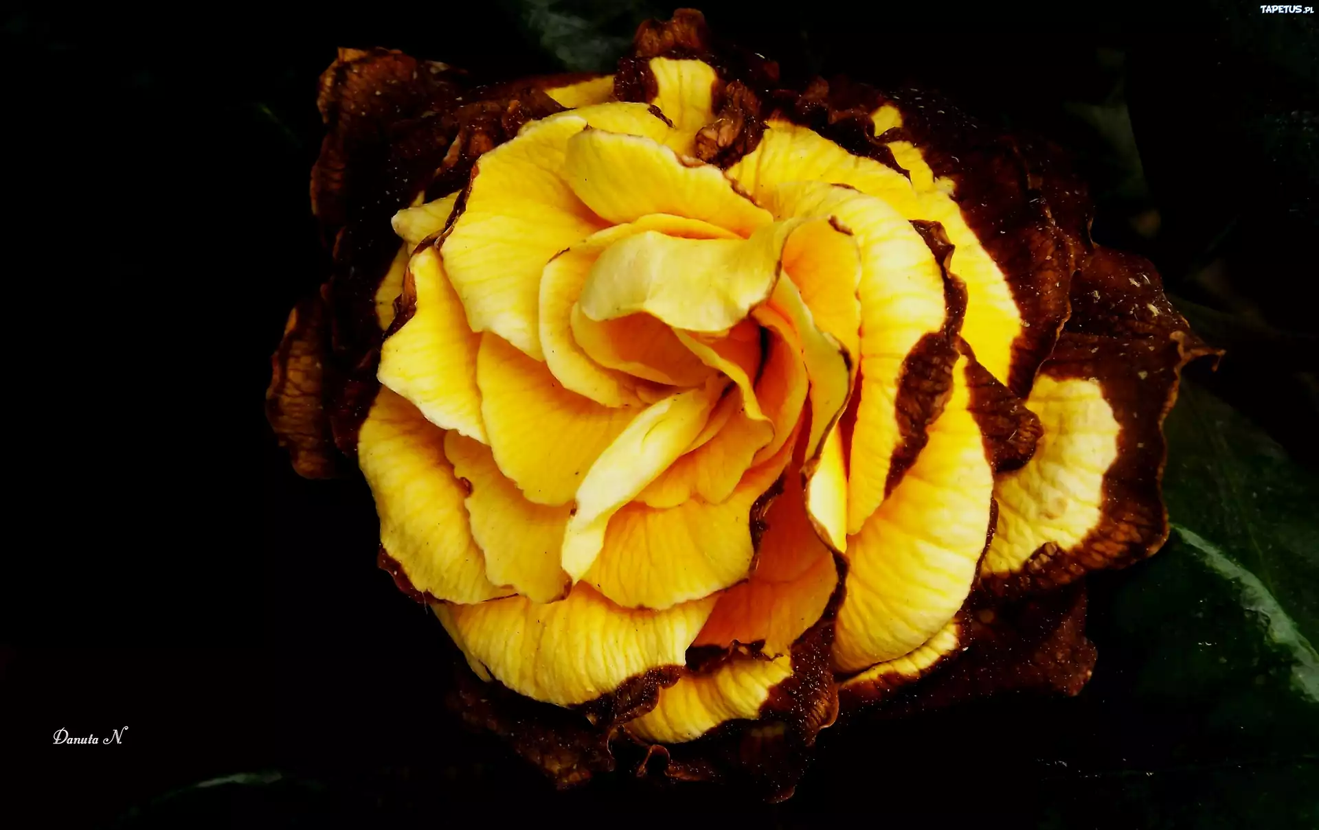 Gardenia