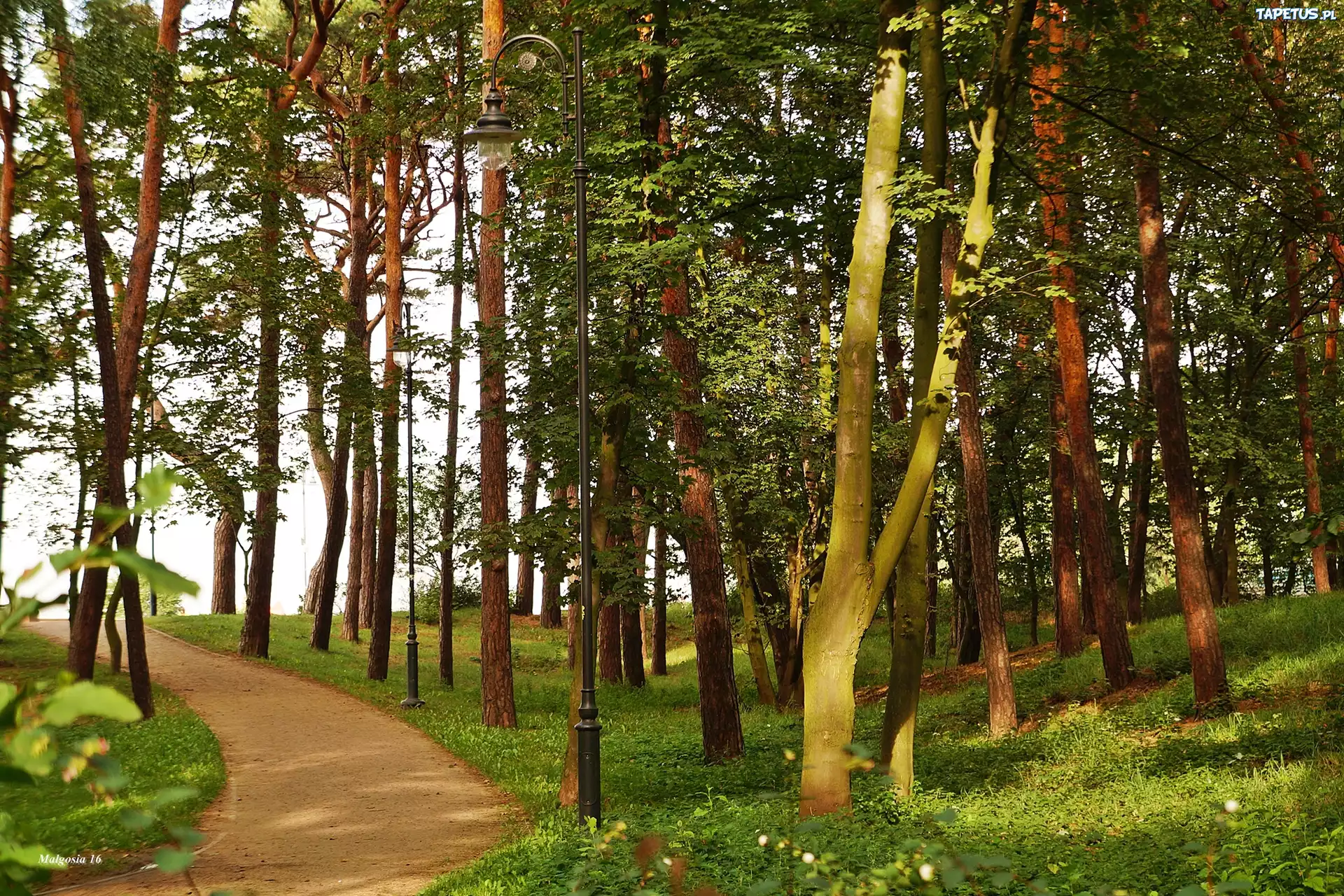 Park, Droga, Dzewa