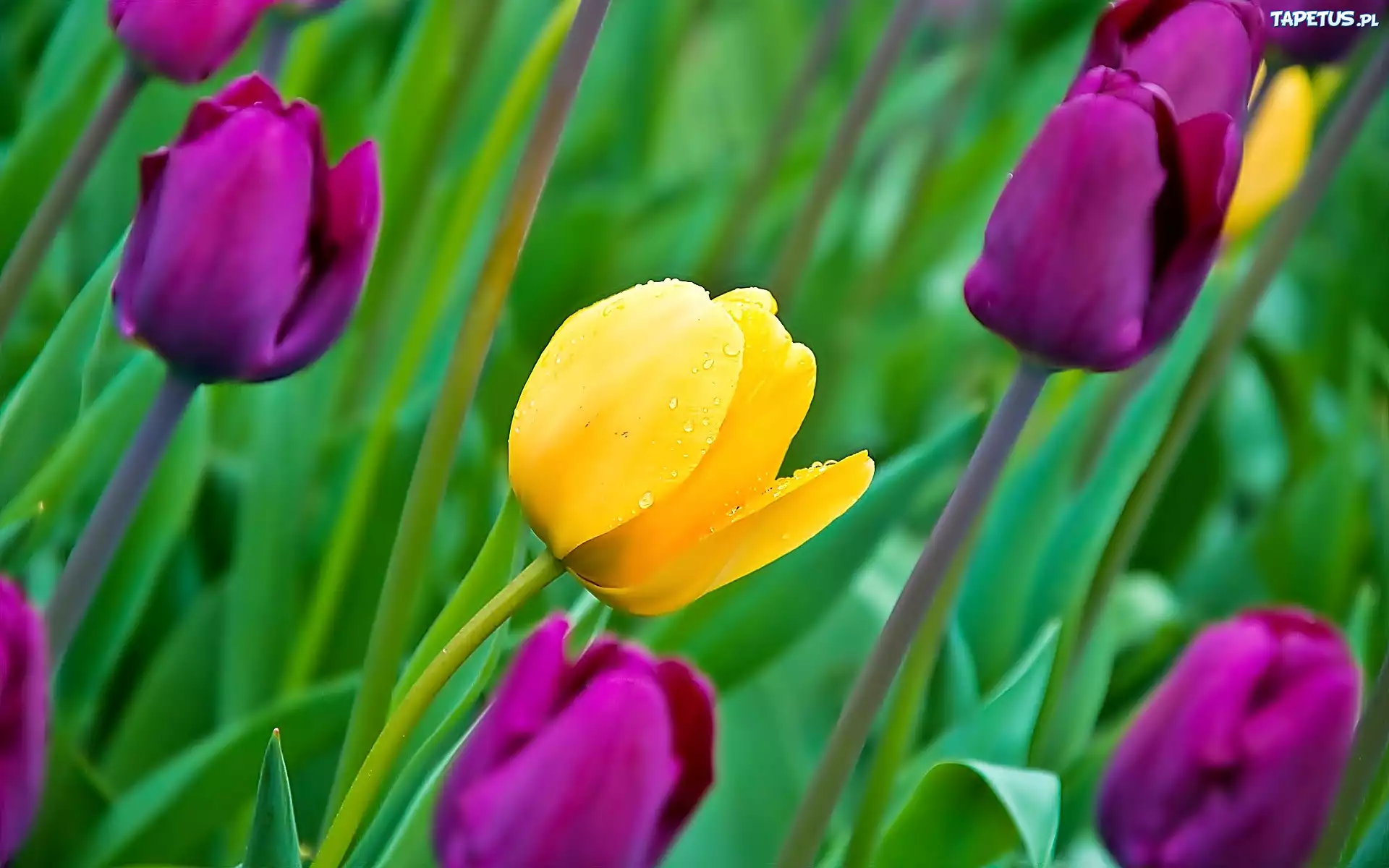 Kwiaty, Tulipany