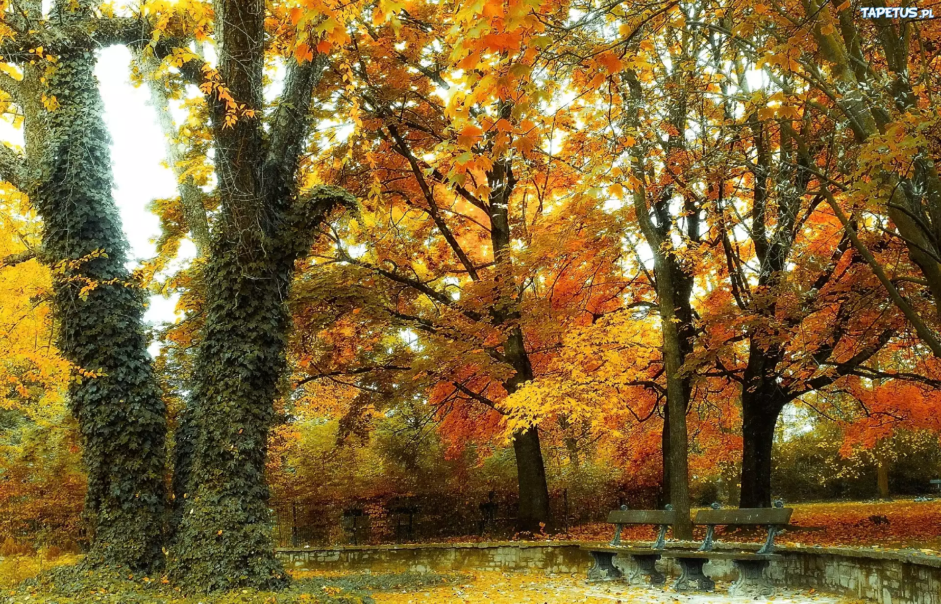 Jesień, Park, Drzewa