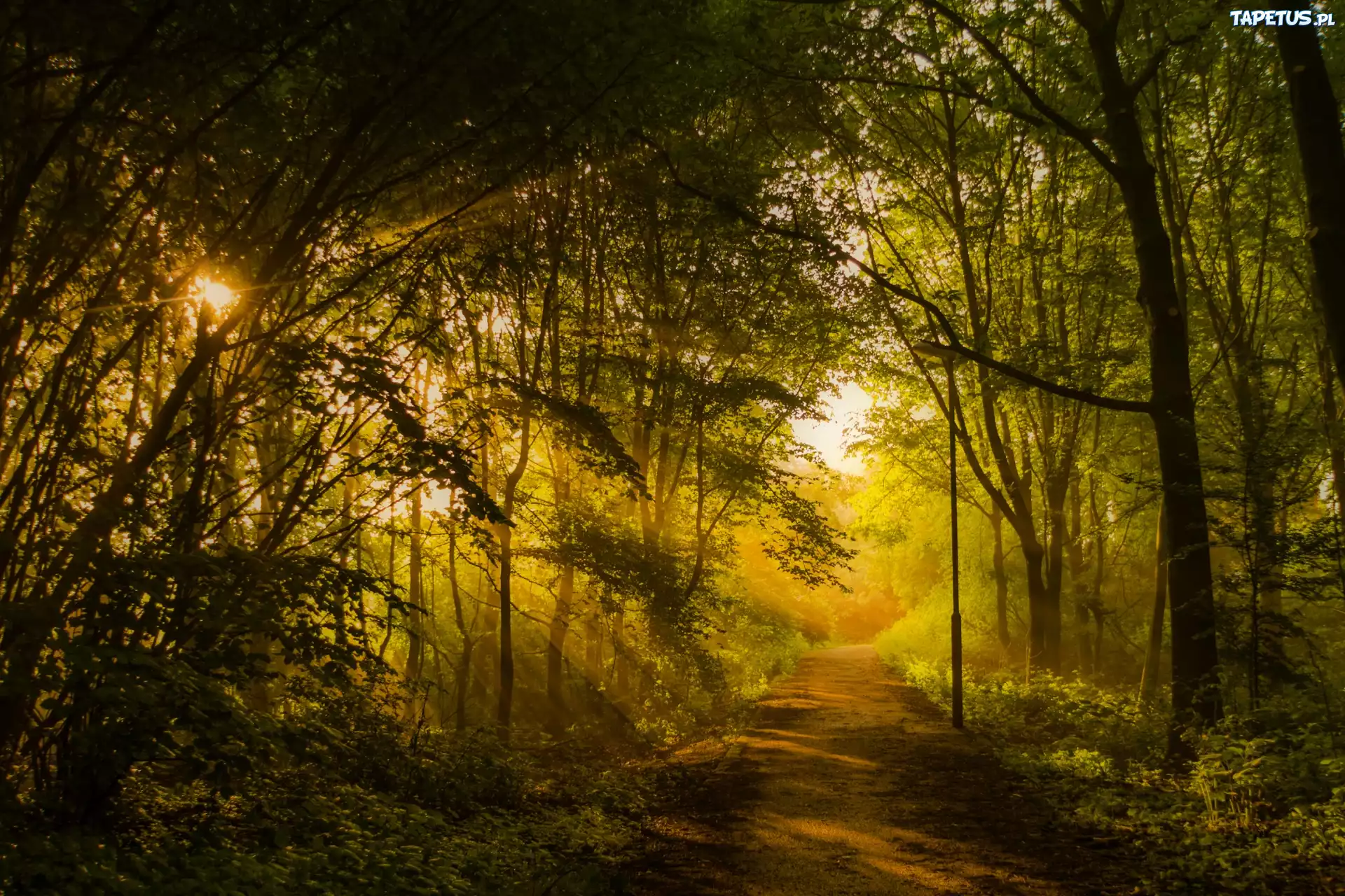 Park, Aleja, Latarnia, Przebijające, Promienie, Słońca