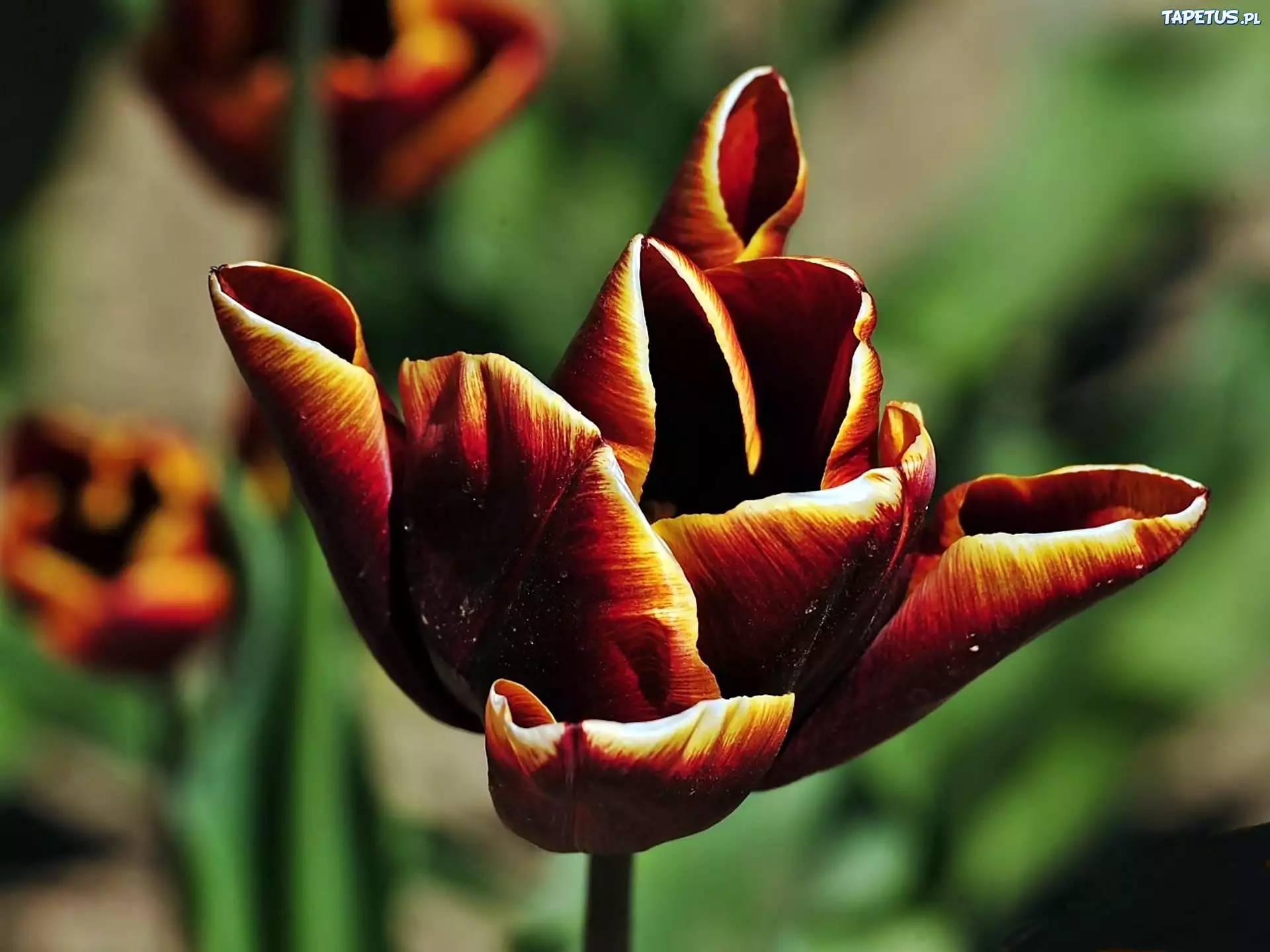Tulipany, Rozmycie