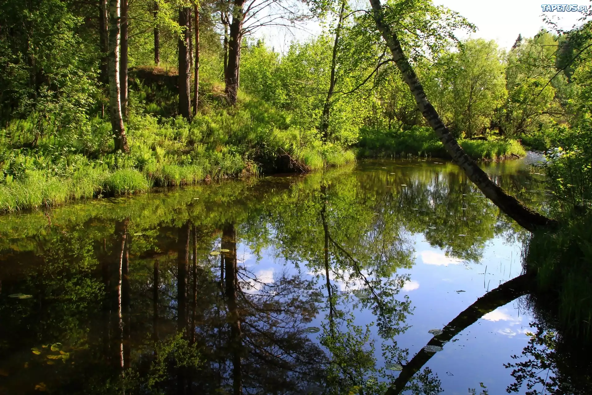 Rzeka, Drzewa
