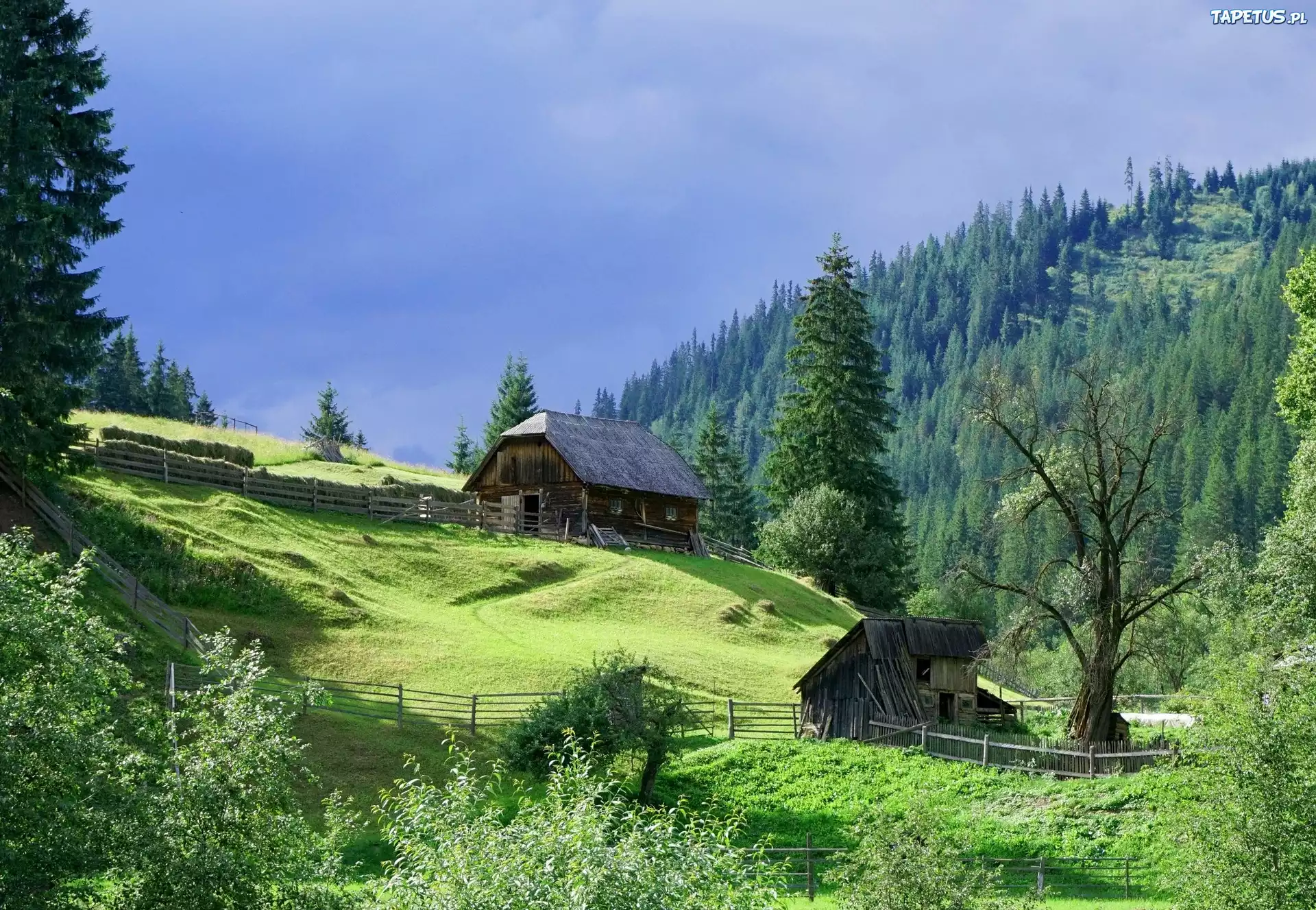 Las, Drzewa, Wzgórza, Chata, Ogrodzenie