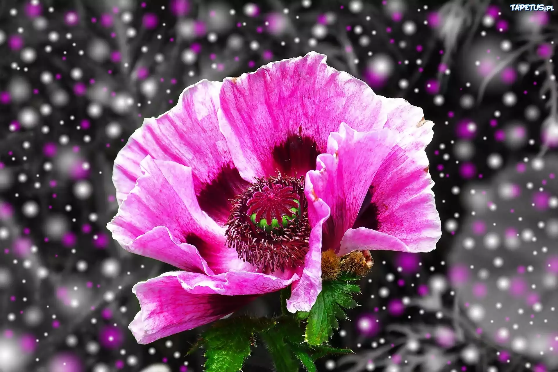Purpurowy, Mak, Efekty, Graficzne, Makro