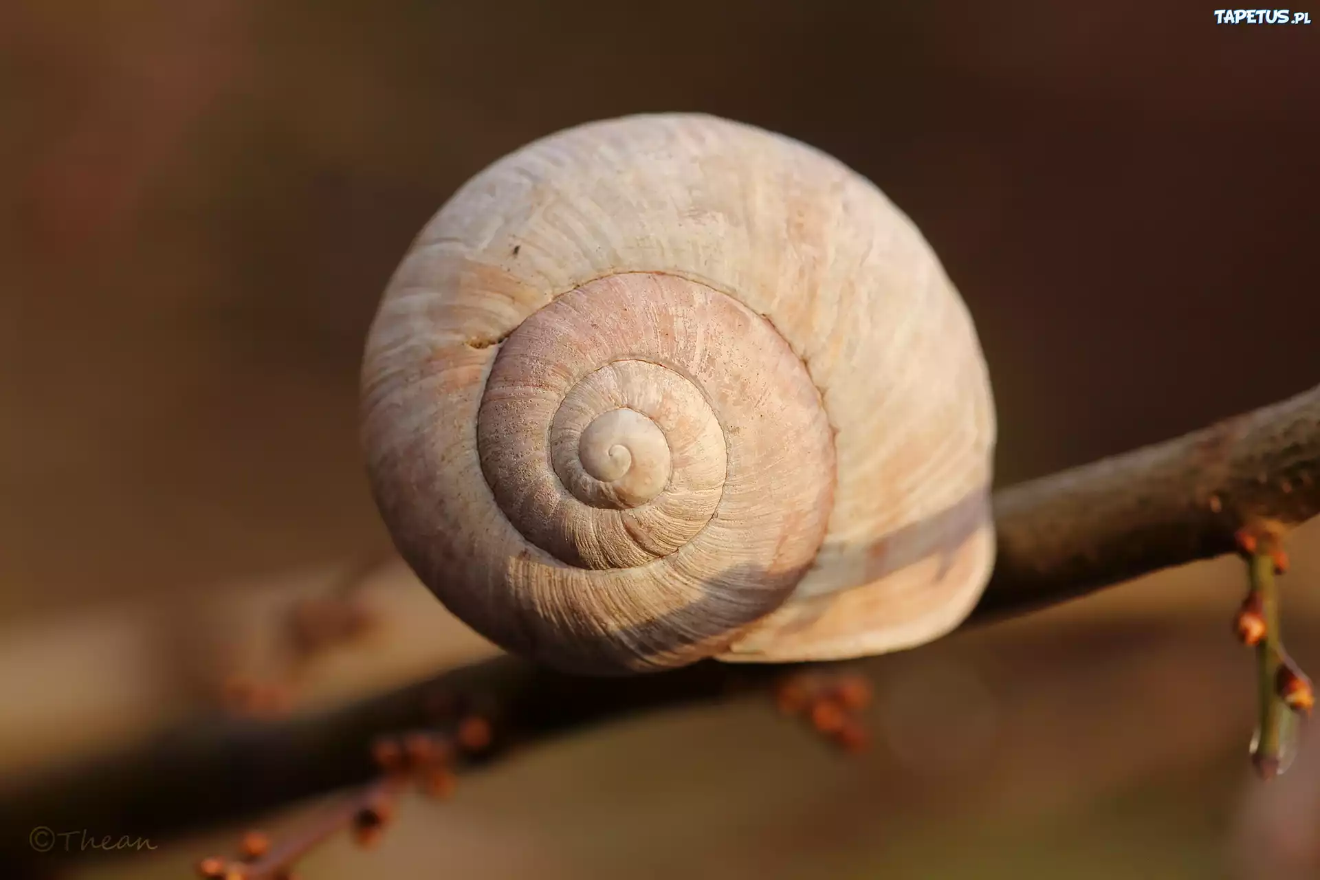 Muszla, Gałązka, Makro