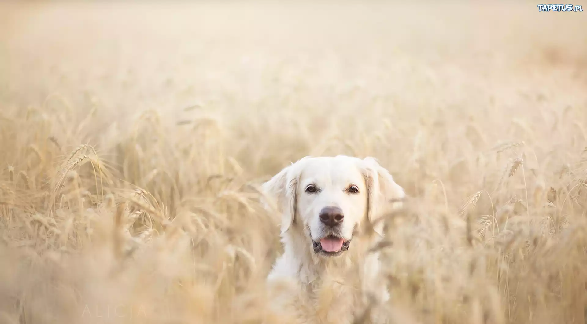 Pies, Golden, Retriever, Pole, Zboże, Lato