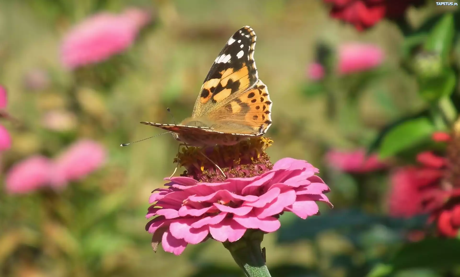 Motyl, Rusałka osetnik, Kwiat, Cynia