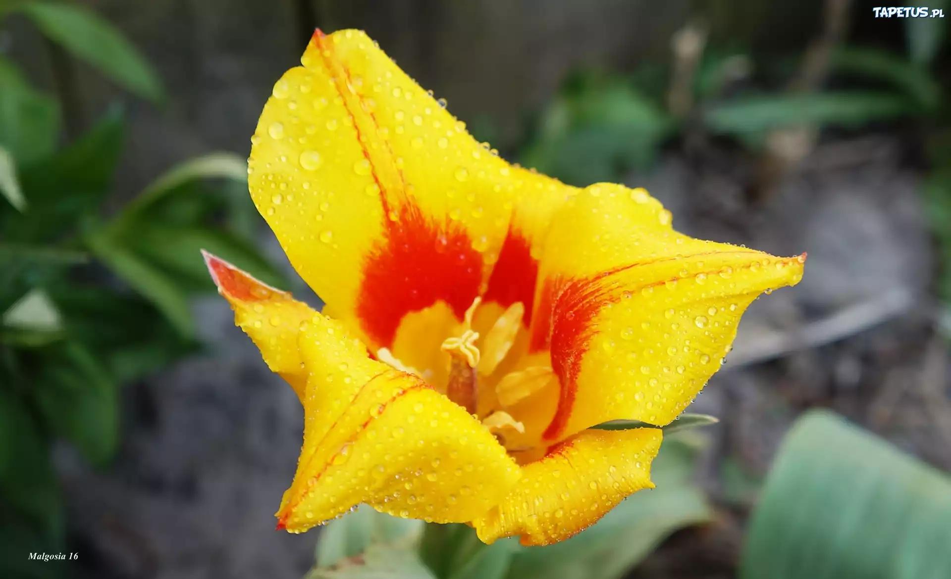 Kwiat, Żółty, Czerwony, Tulipan, Krople, Rosa