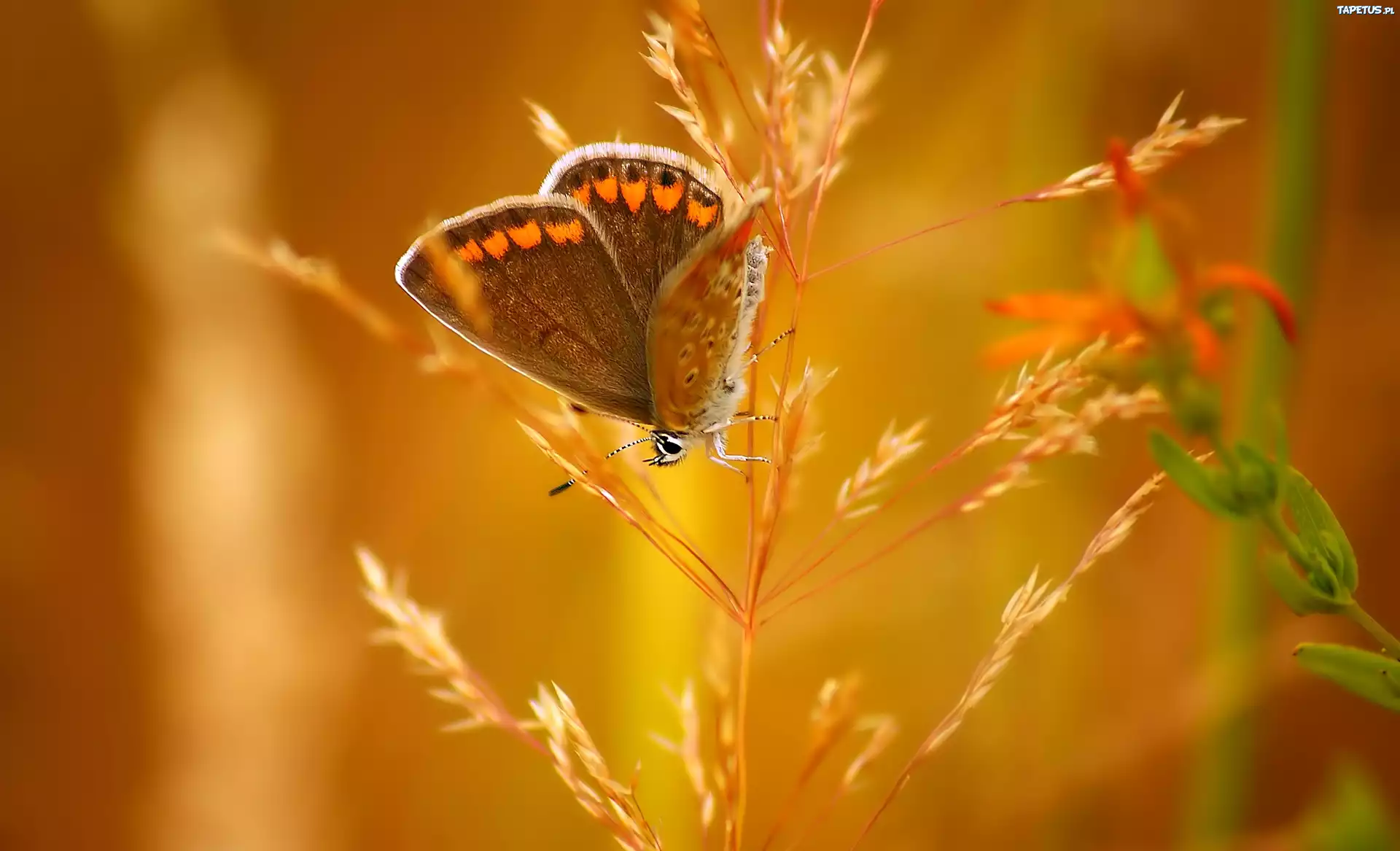Motyl, Kłos Trawy, Makro