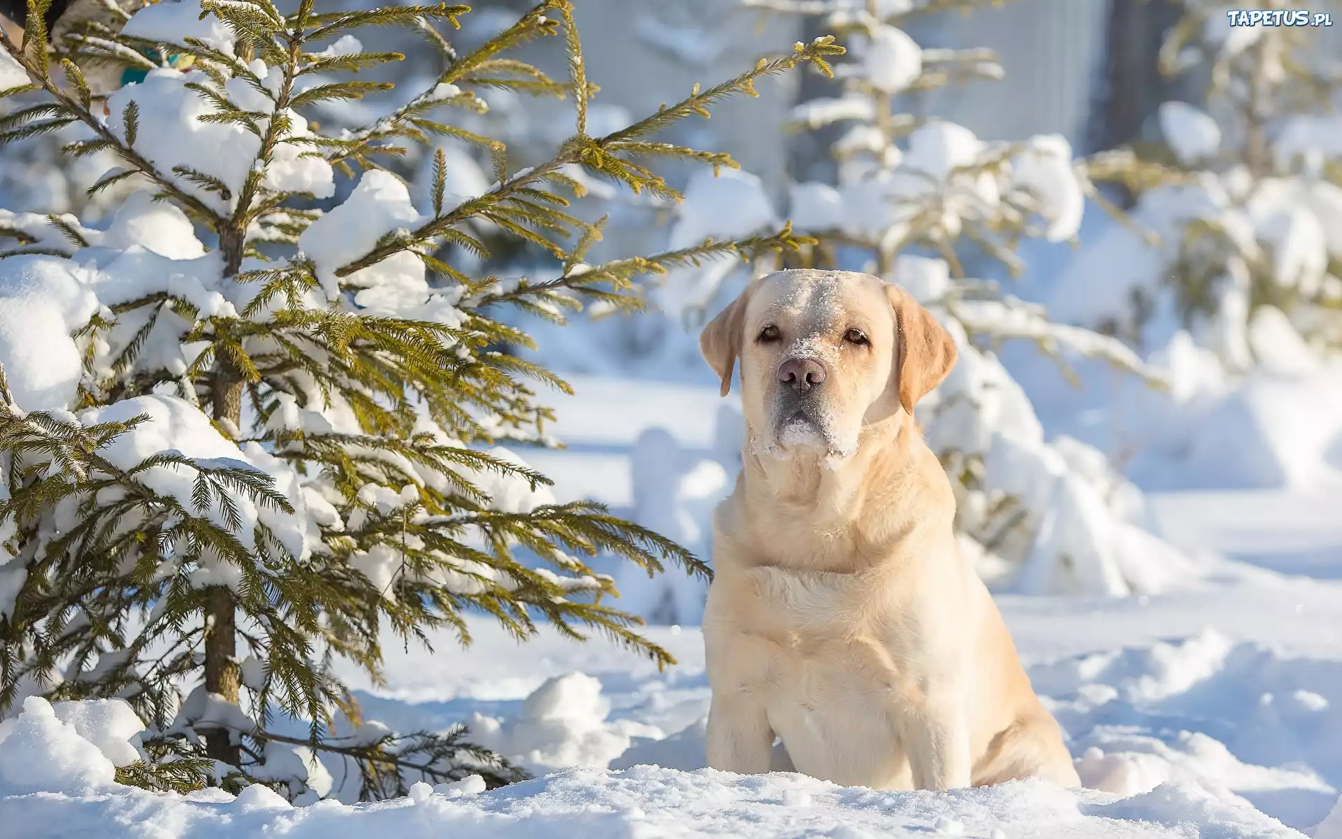 Labrador, Retriever, Śnieg, Zima, Iglaki