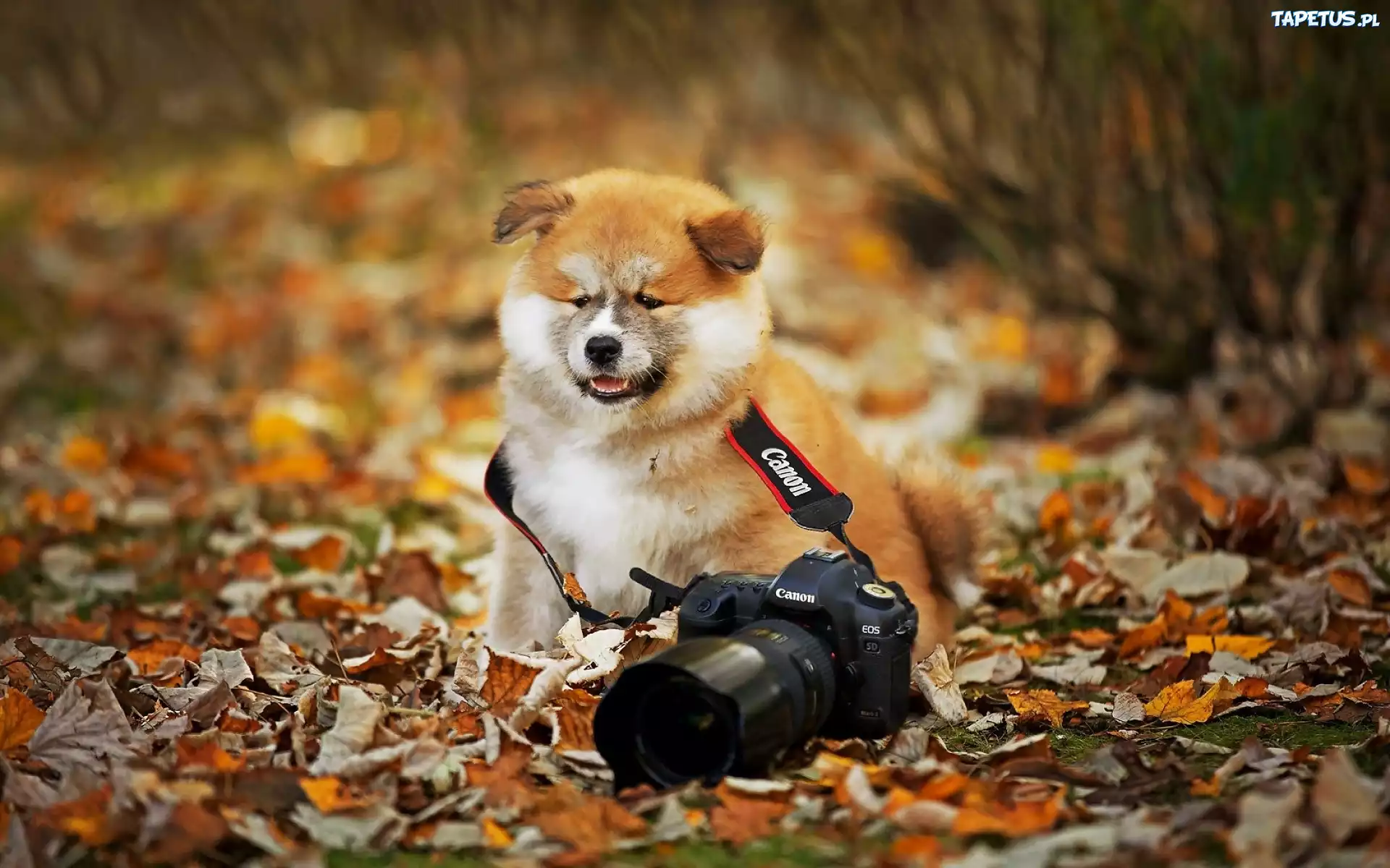 Pies, Aparat, Fotograficzny, Liście