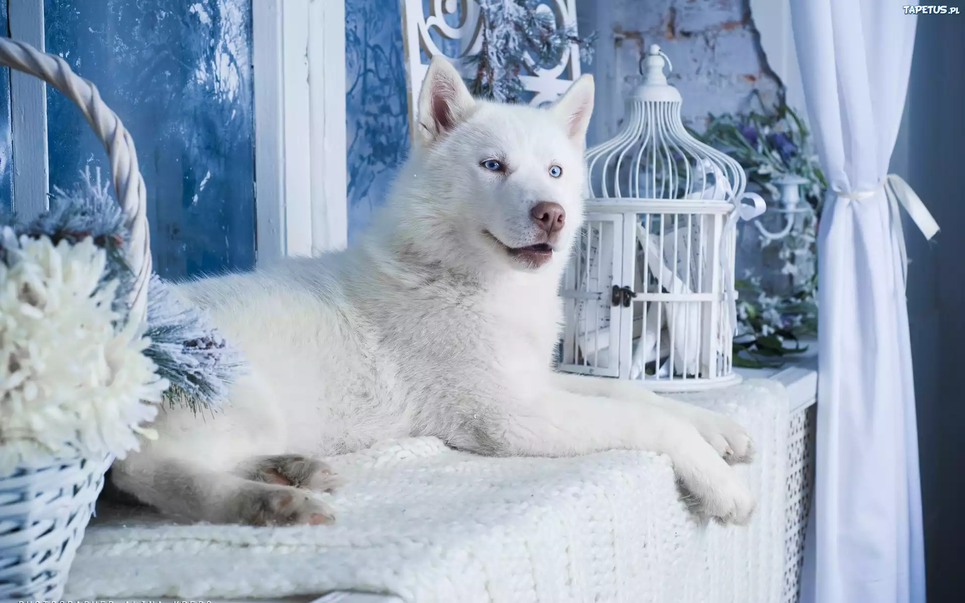 Biały, Siberian, Husky, Pies