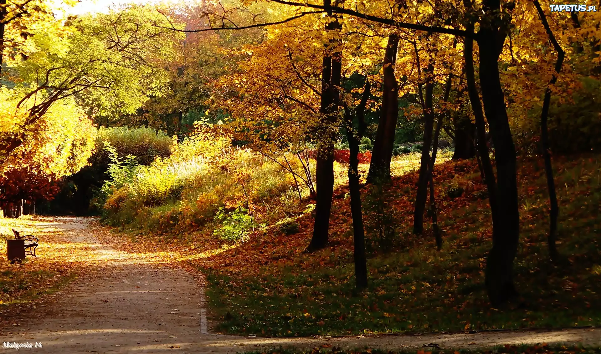 Park, Alejka, Ławka, Drzewa, Jesień