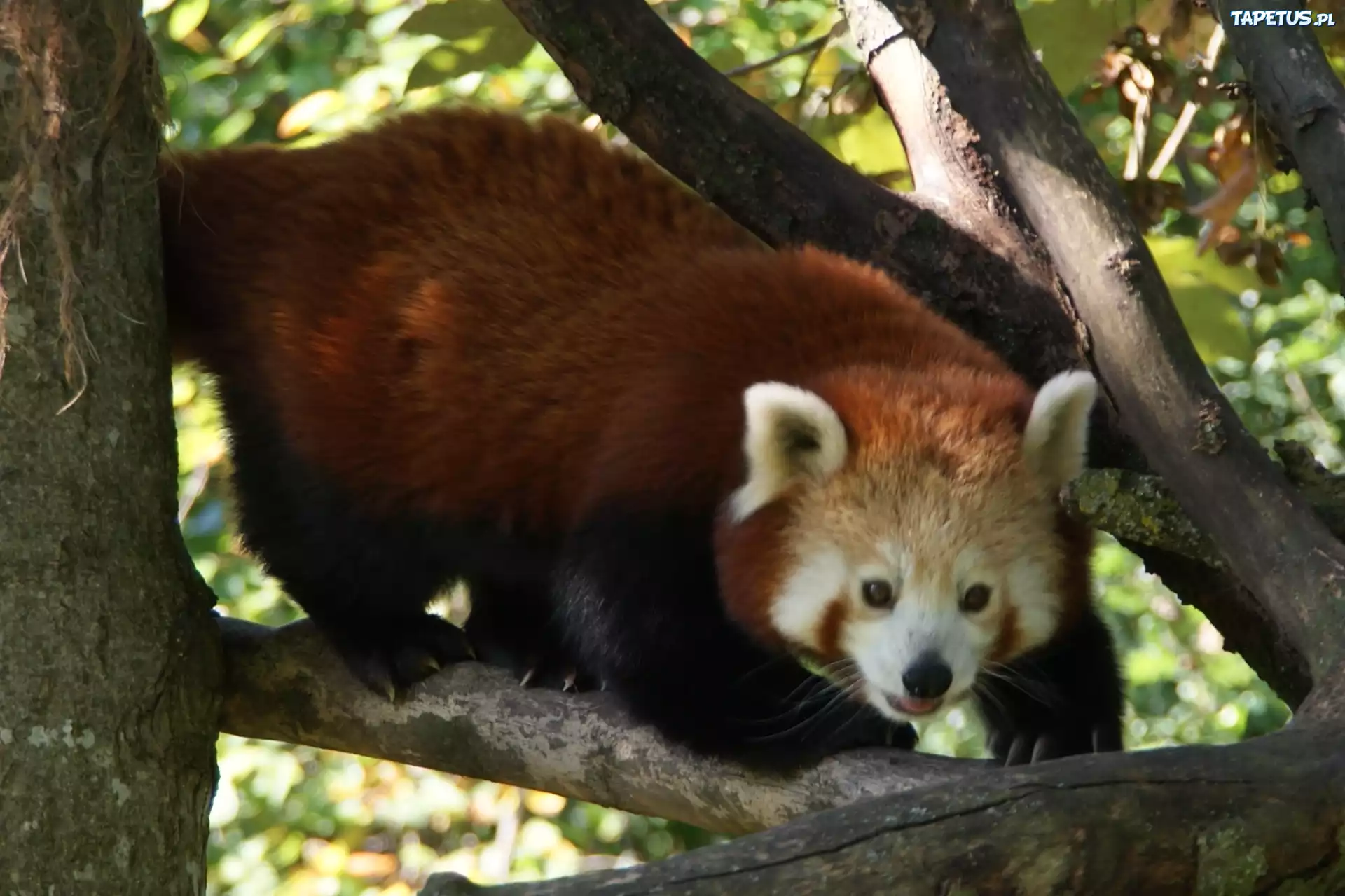 Panda, Czerwona, Konary