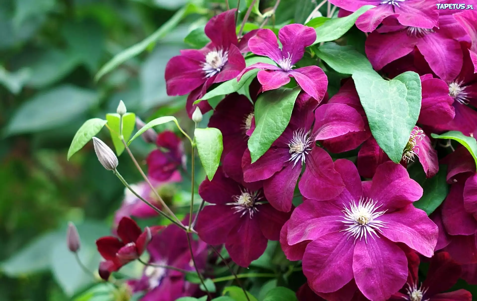 Bordowy, Clematis