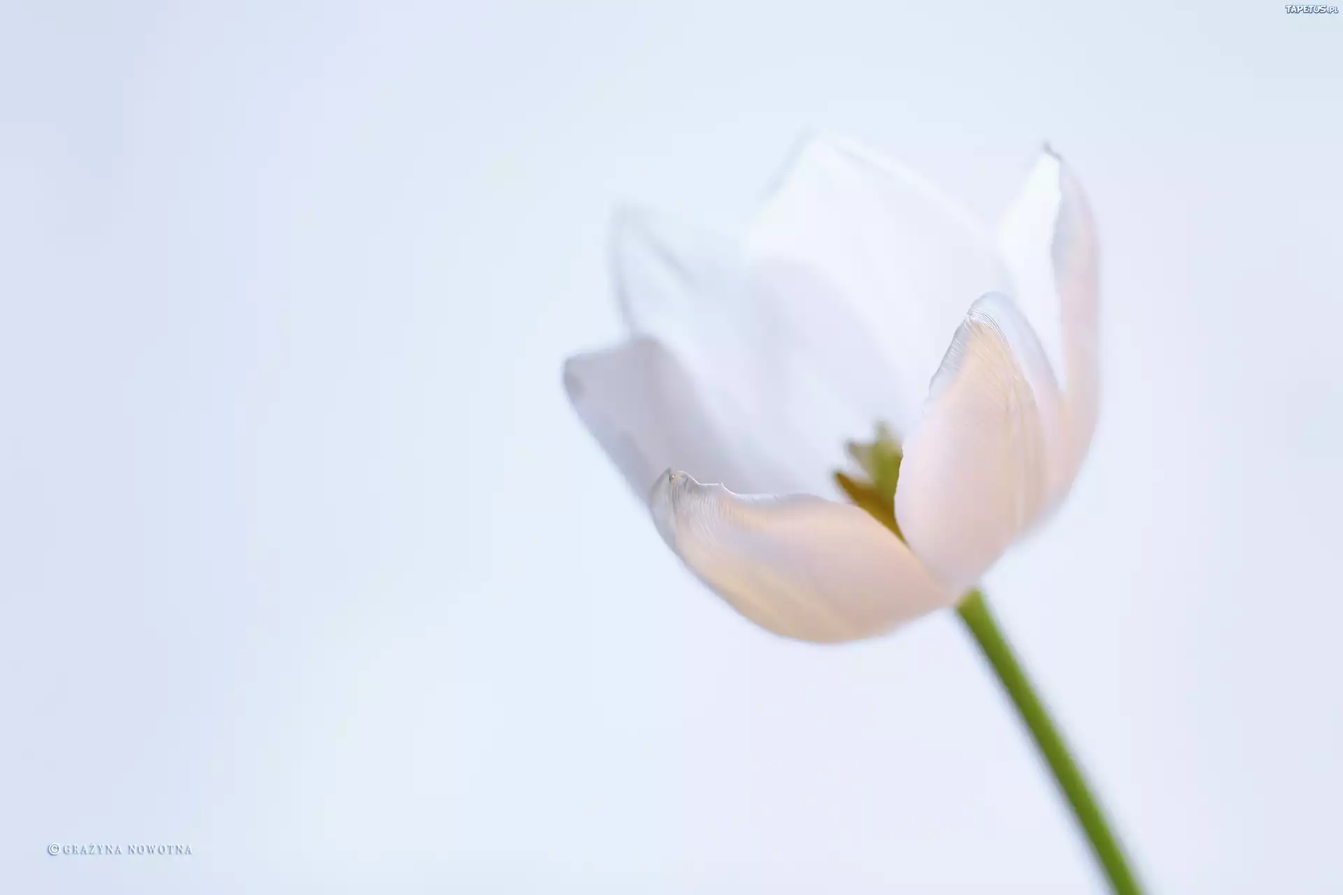 Biały, Tulipan, Kwiat