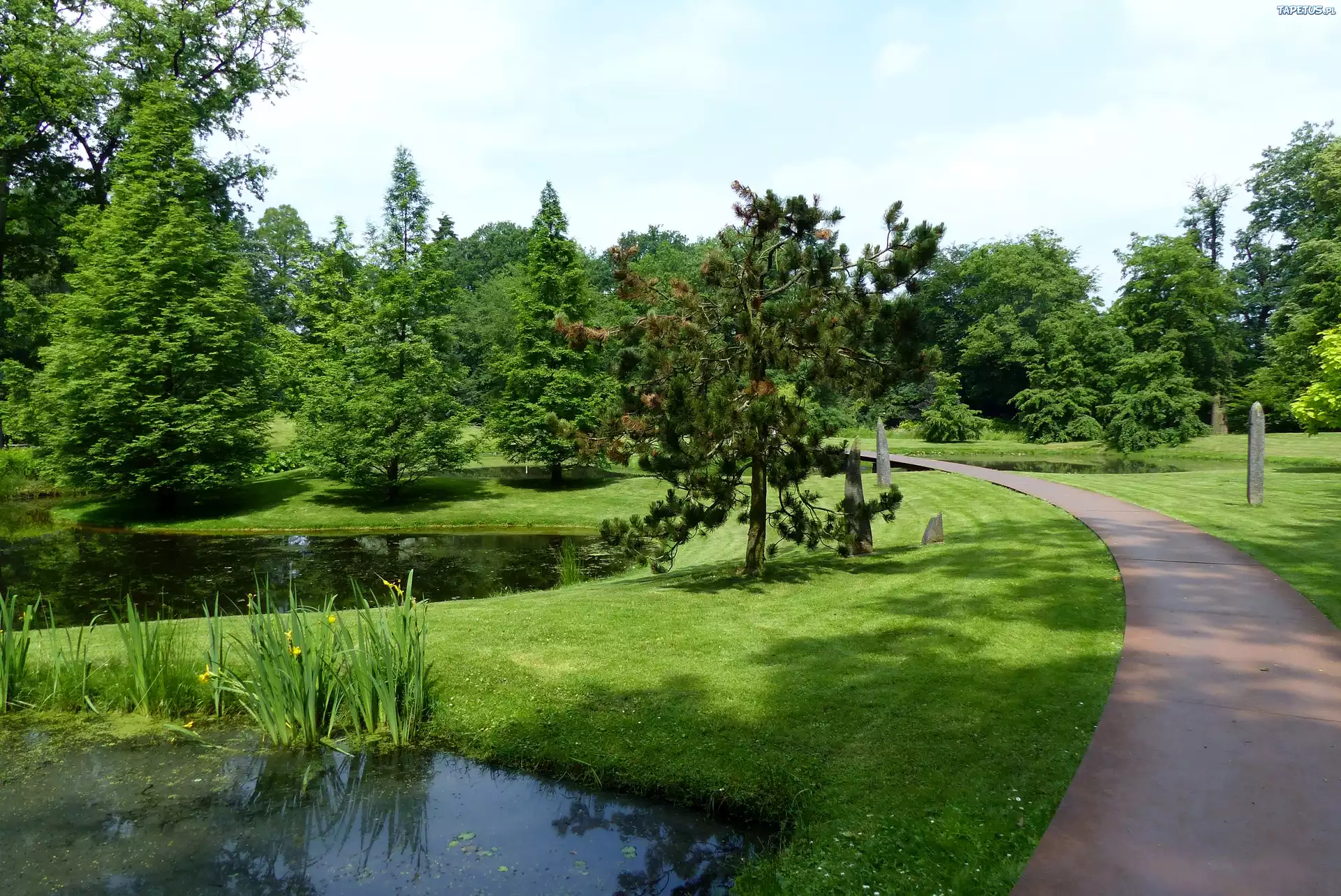 Park, Aleja, Drzewa, Staw