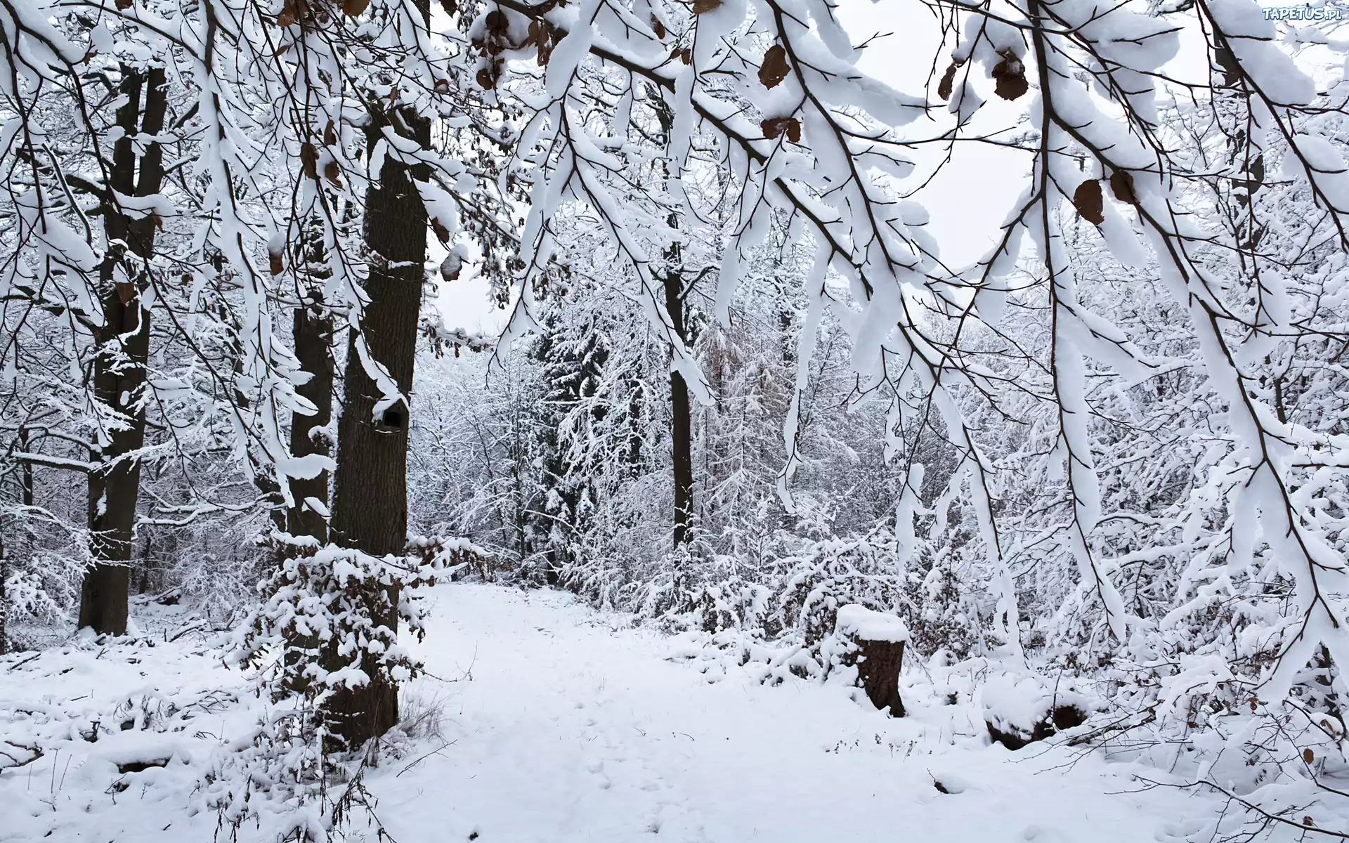 Ośnieżony, Las