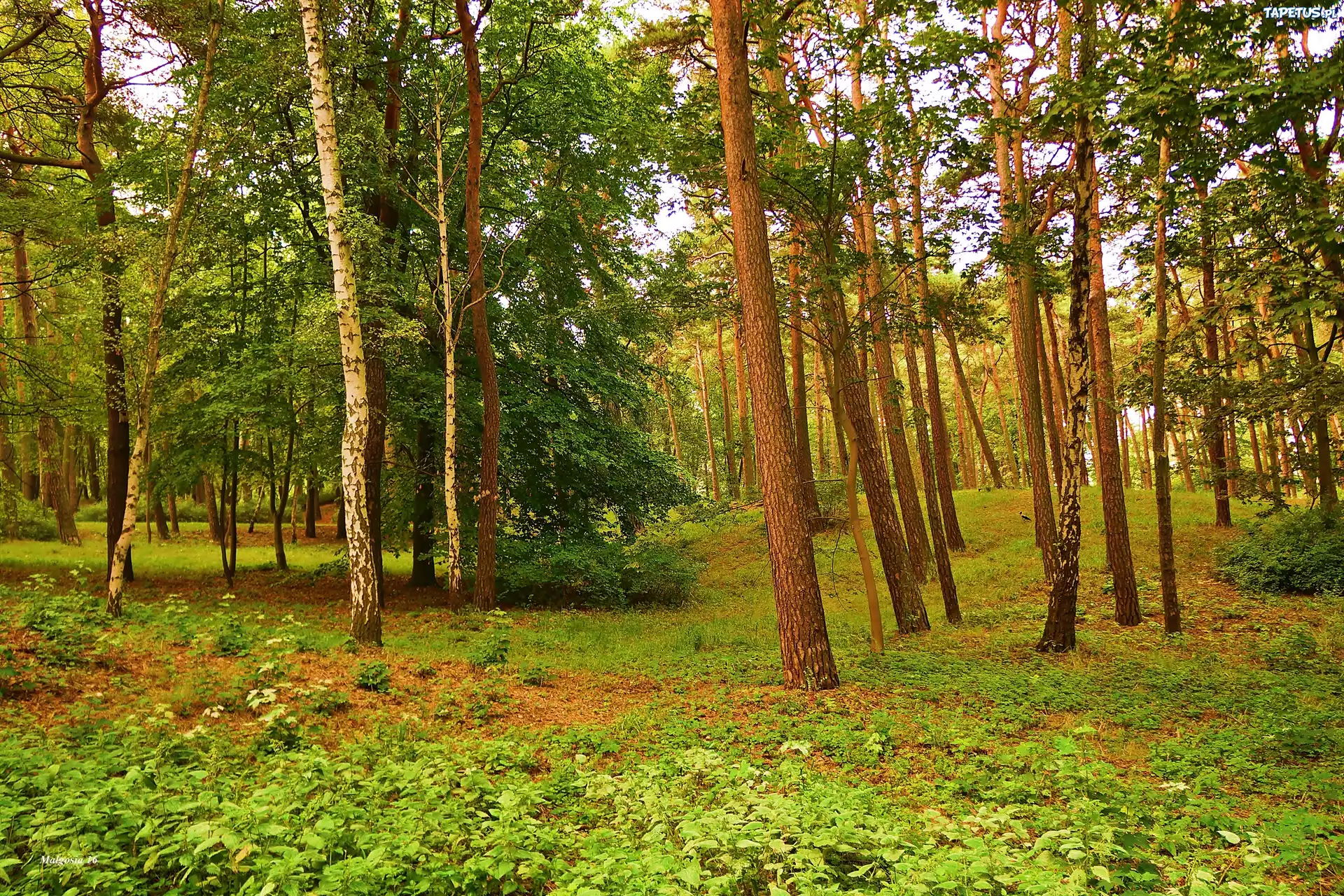 Las, Dzrewa