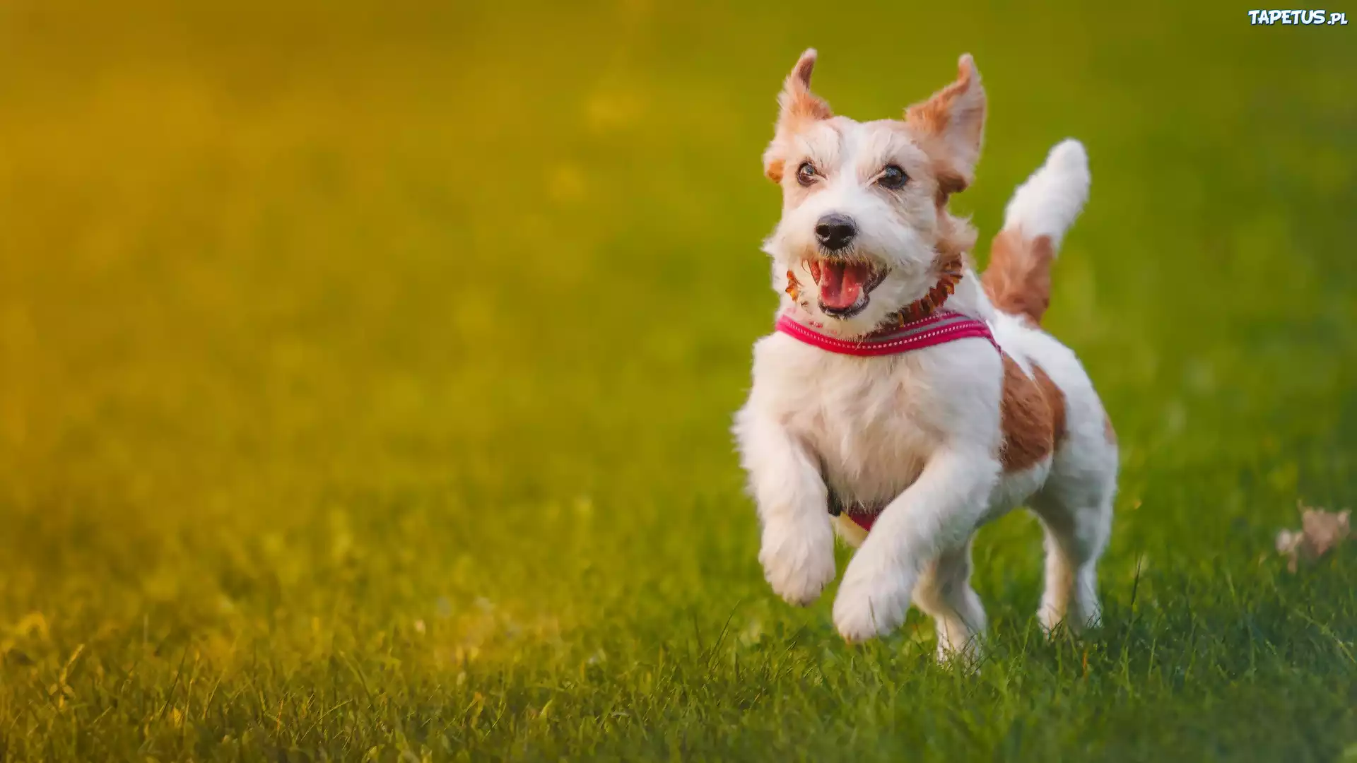 Jack Russell, Terrier, Łąka, Spacer