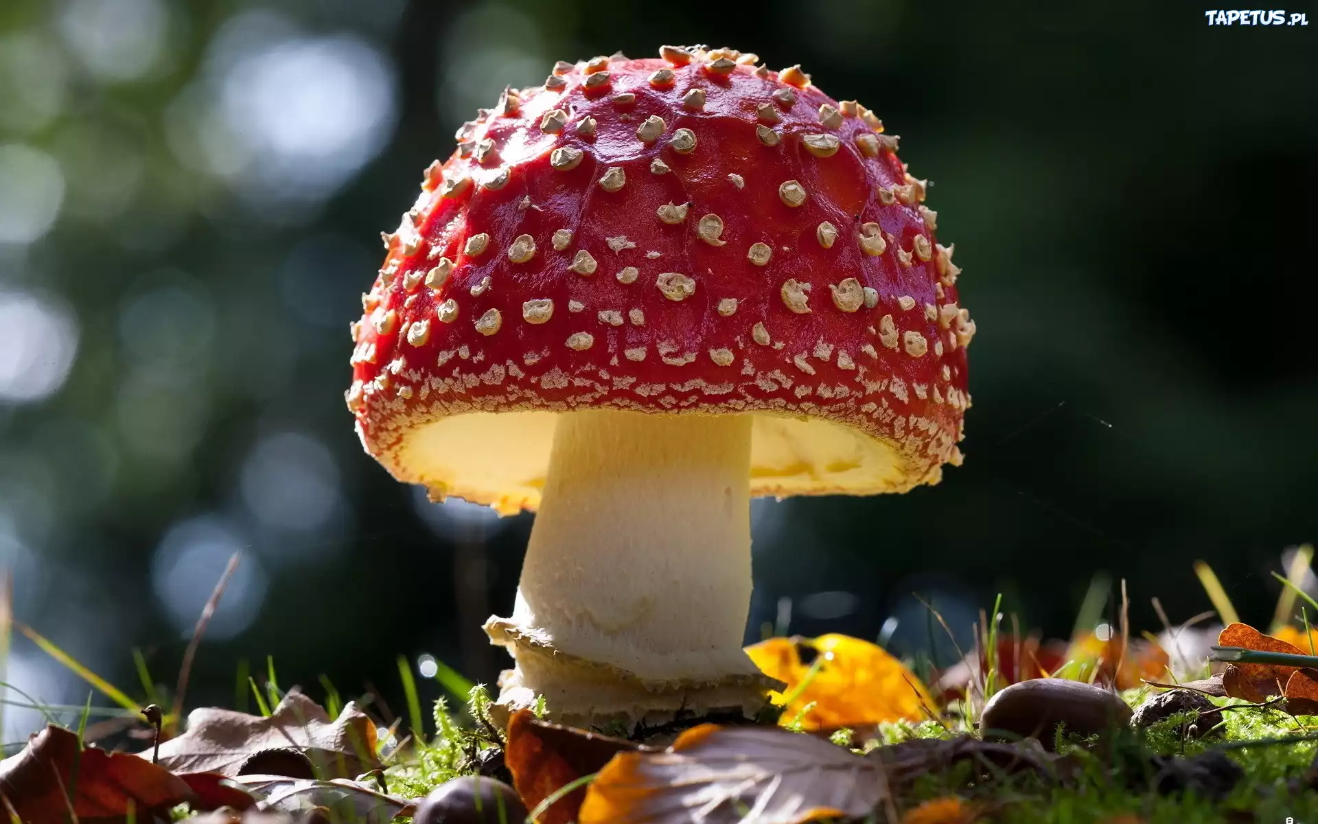Grzyb, Muchomor, Ściółka, Leśna