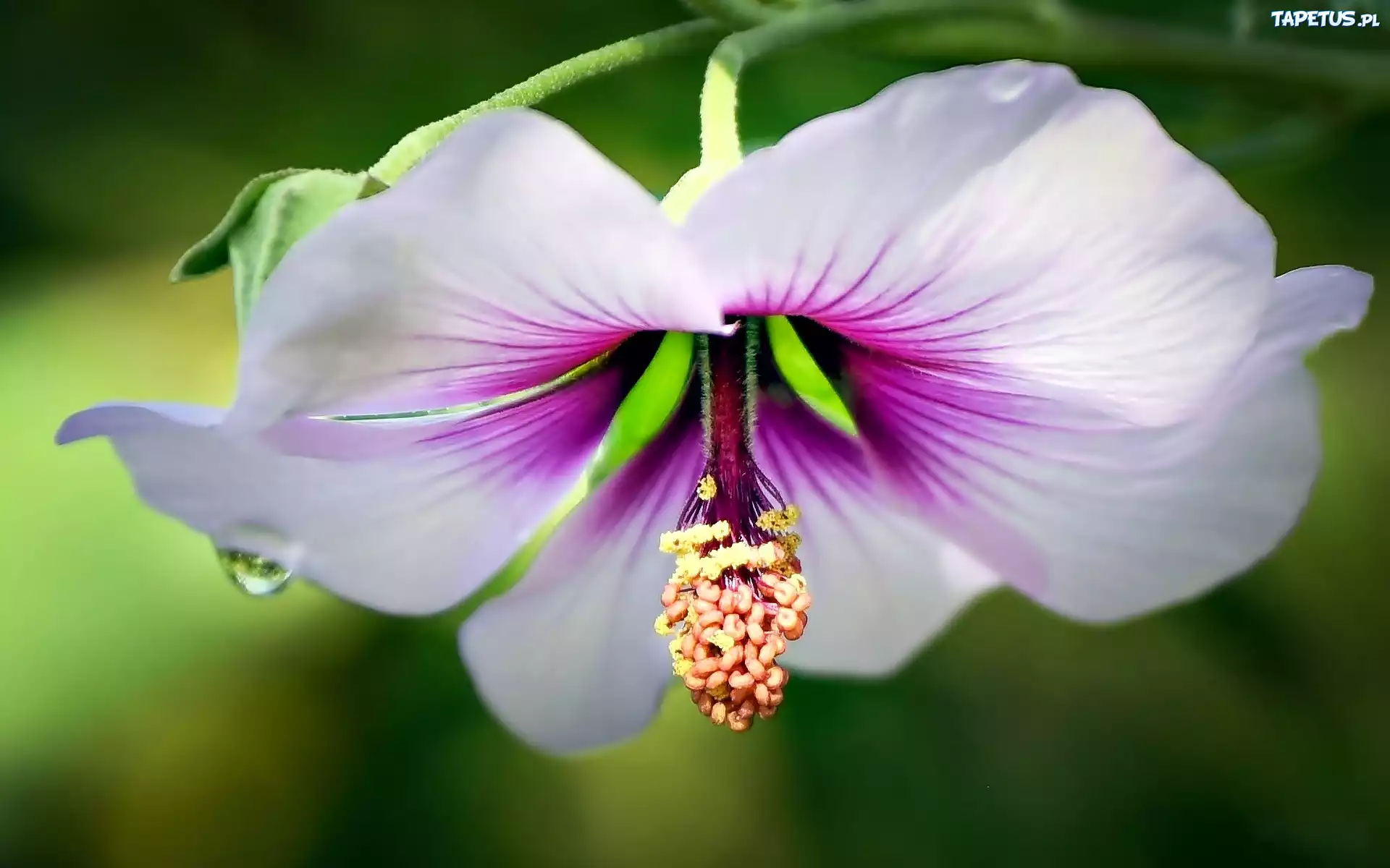 Biało, Różowy, Kwiat, Hibiskus