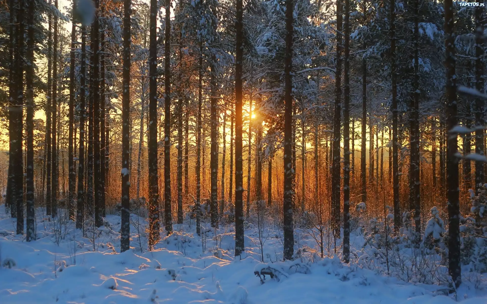 Las, Śnieg, Zachód