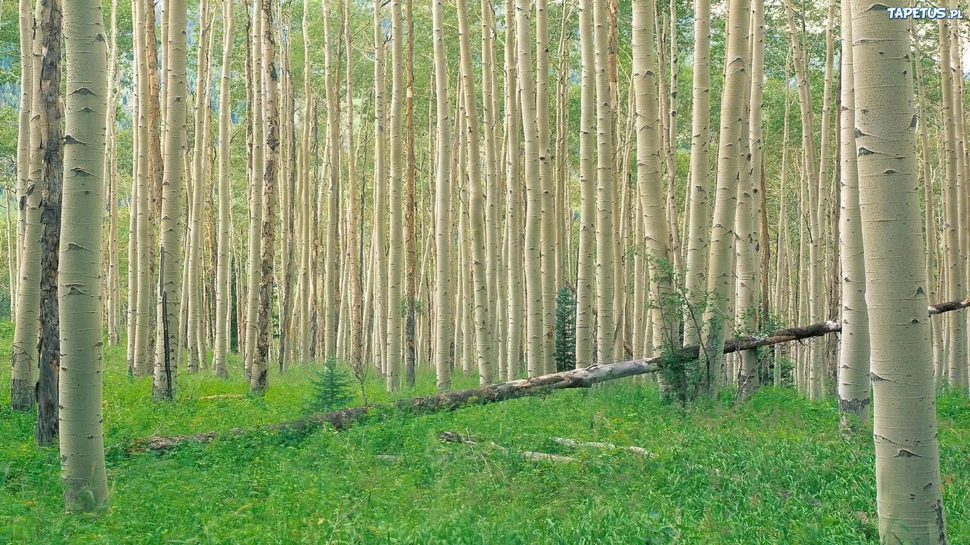 Gęsty, Las, Brzozowy
