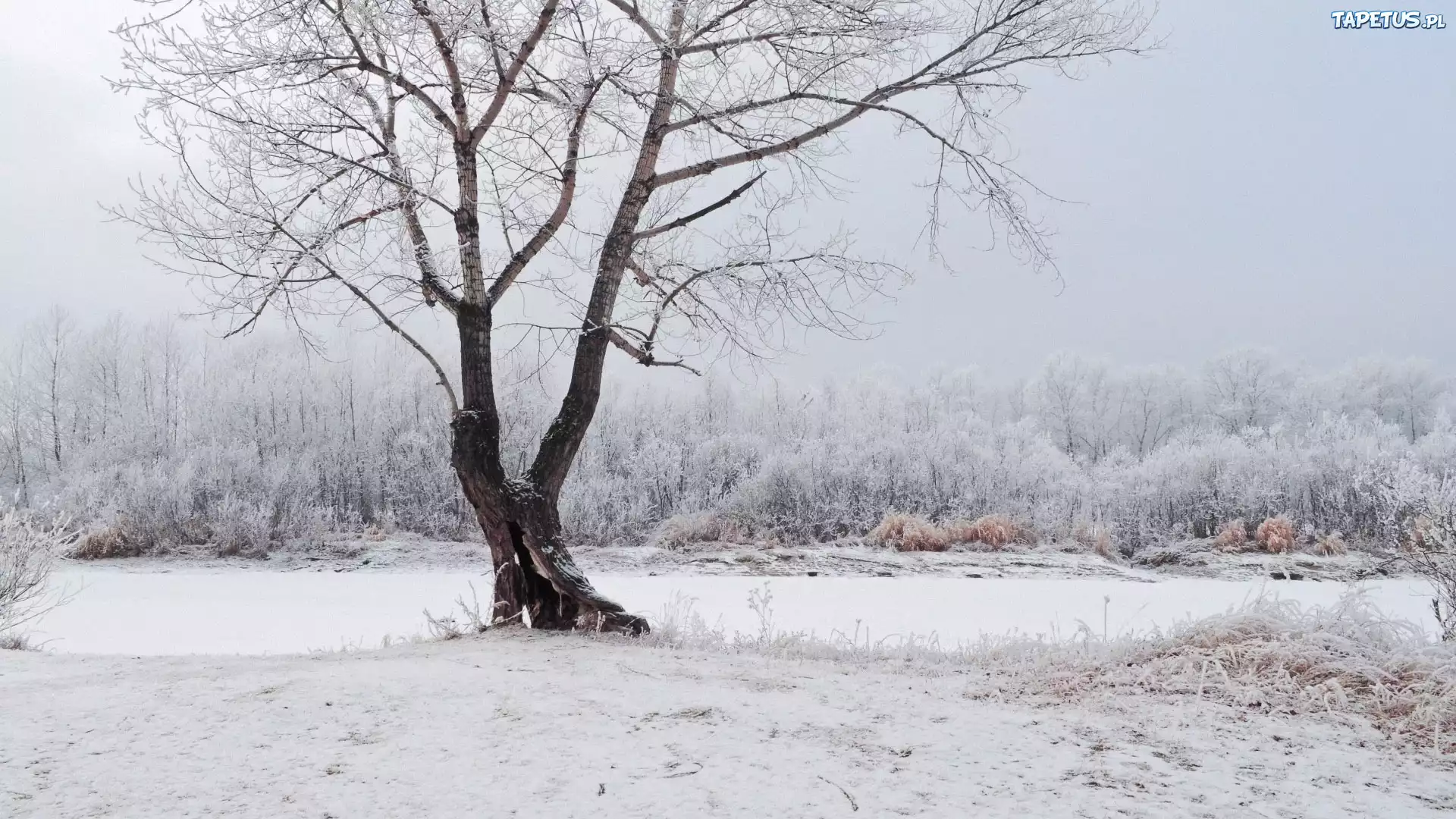 Zima, Śnieg, Drzewo