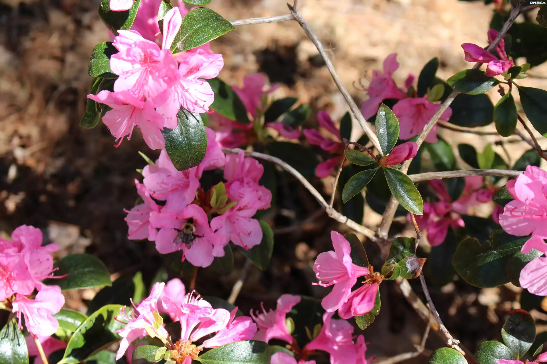Azalia, Rododendron, Różowy