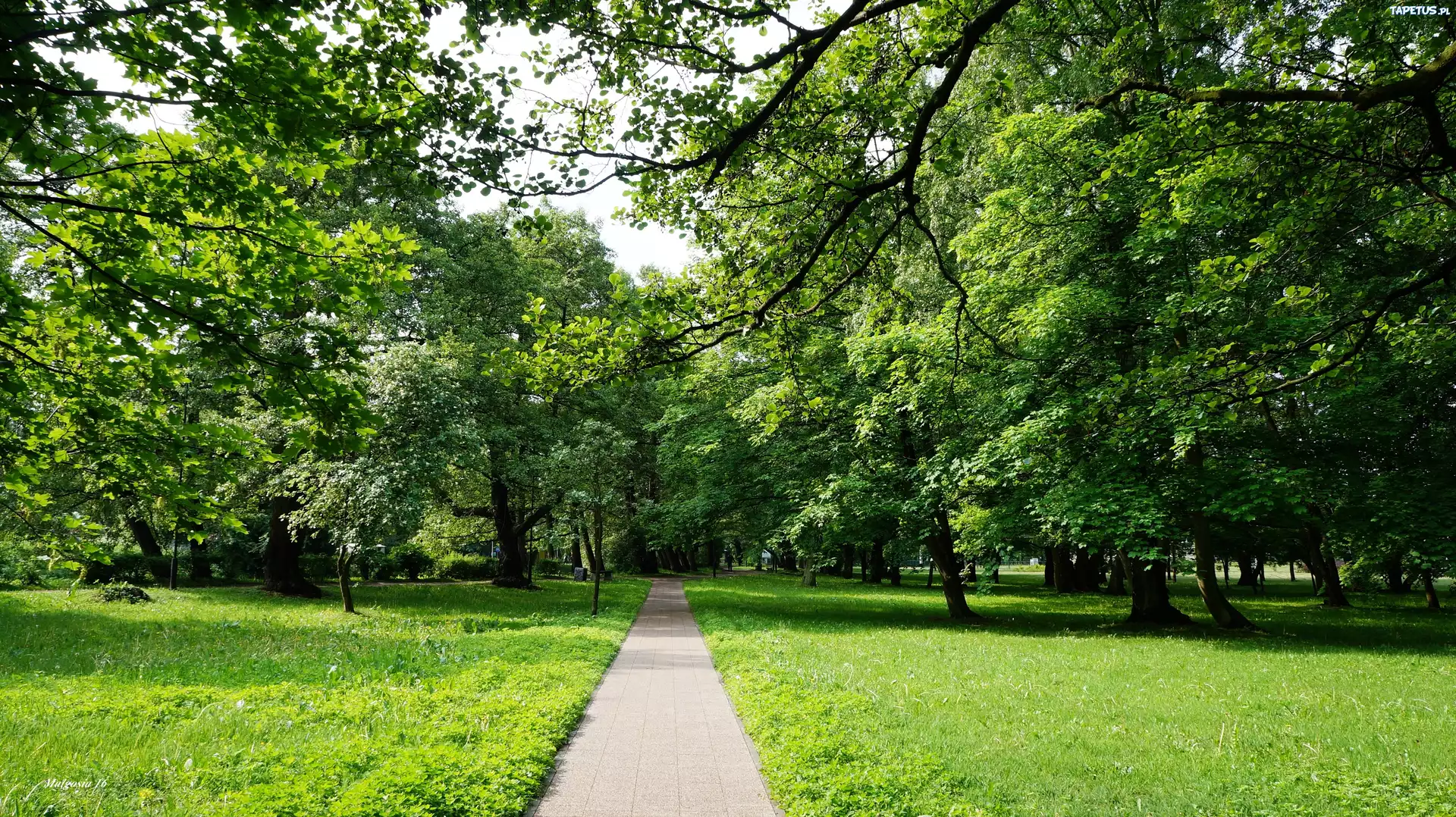 Park, Ścieżka, Droga, Drzewa, Zieleń, Trawnik