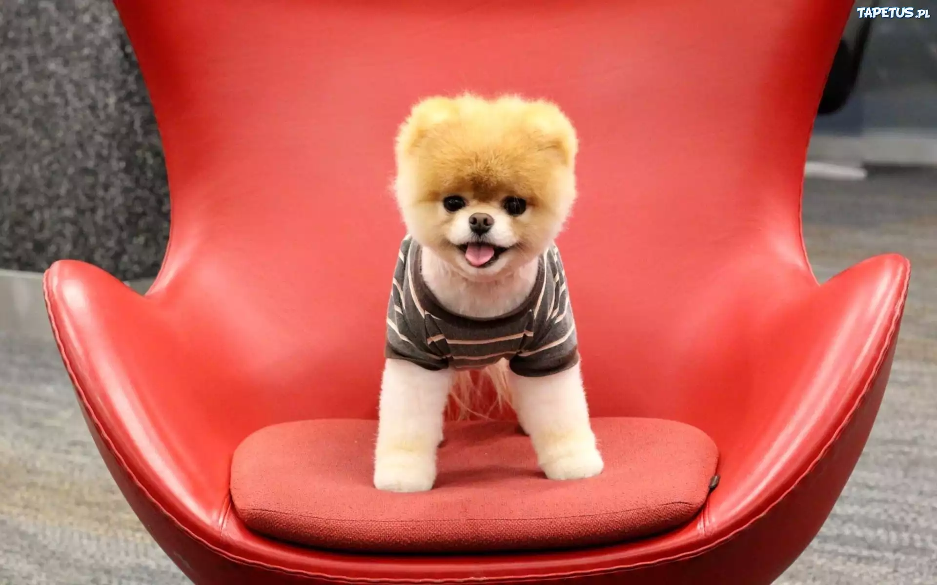 Pomeranian, Fotel