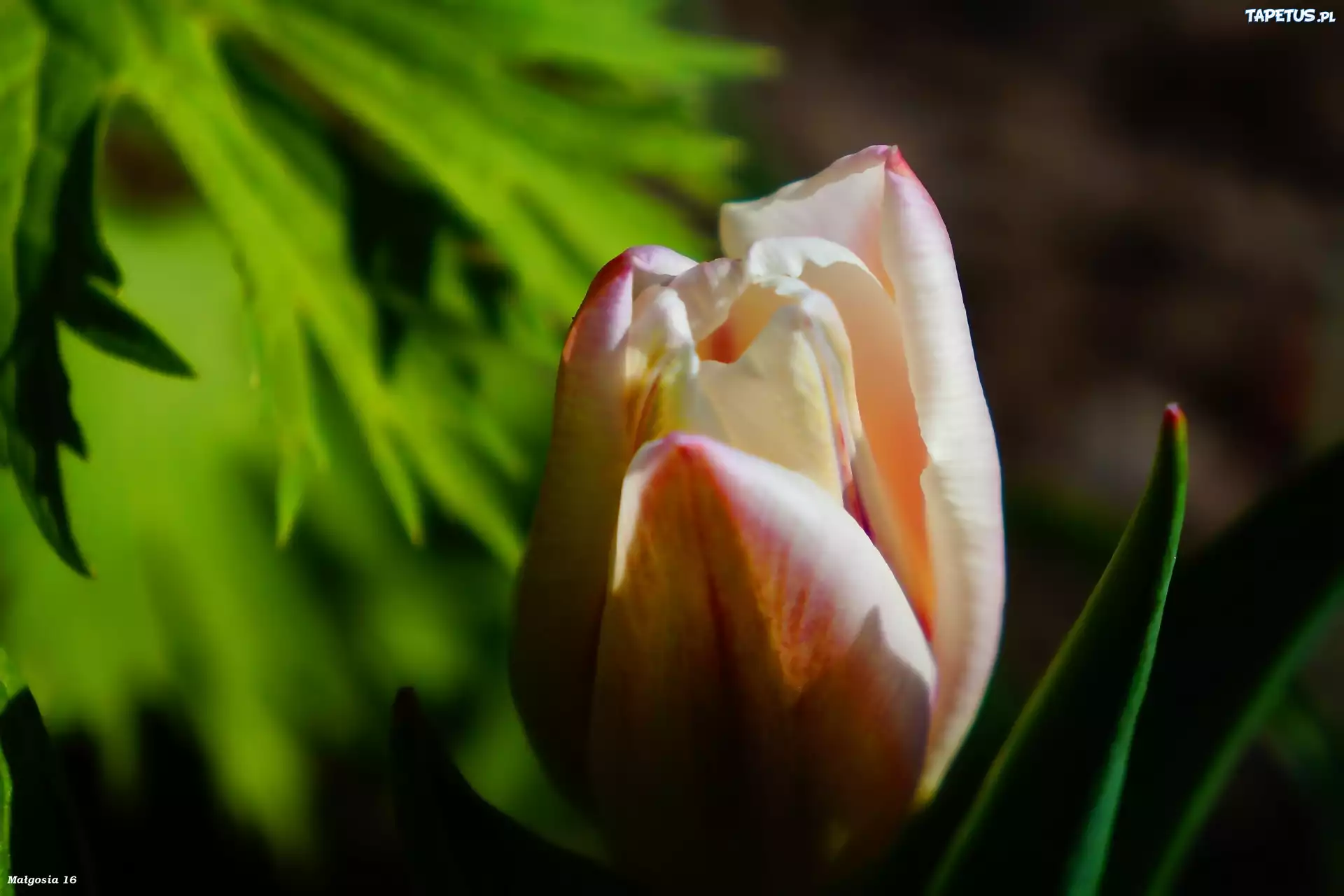 Kwiat, Tulipan, Wiosenny