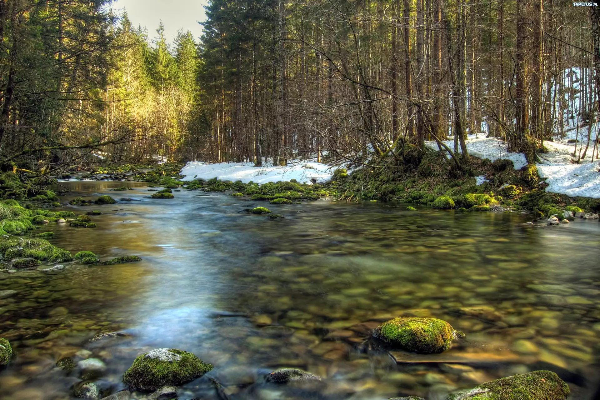 река лес камни мох без смс