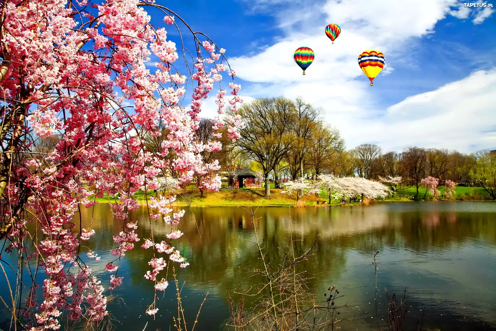 Jezioro, Balony, Kwitnące, Drzewo