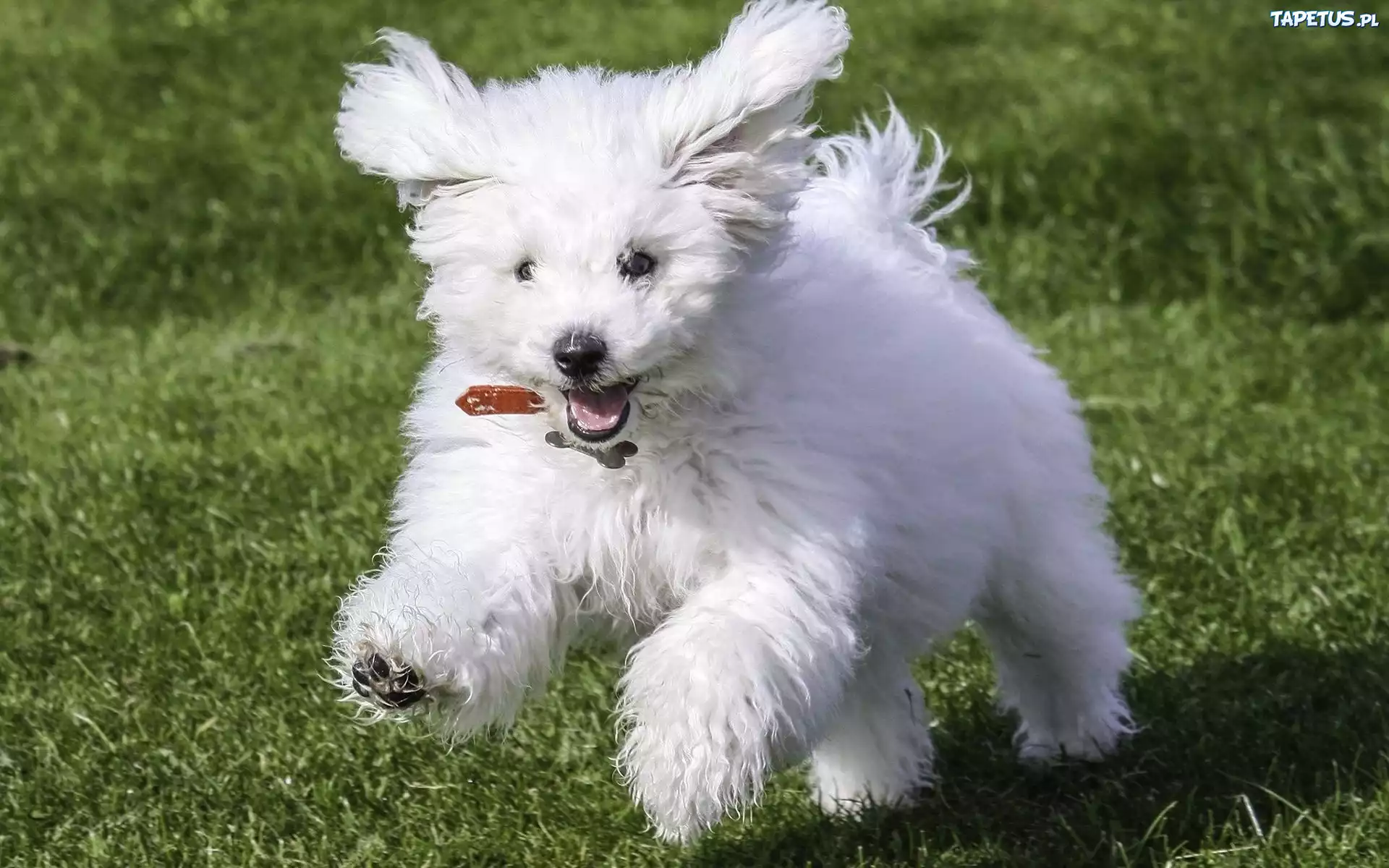 Pies, Bichon, Frise, Biały