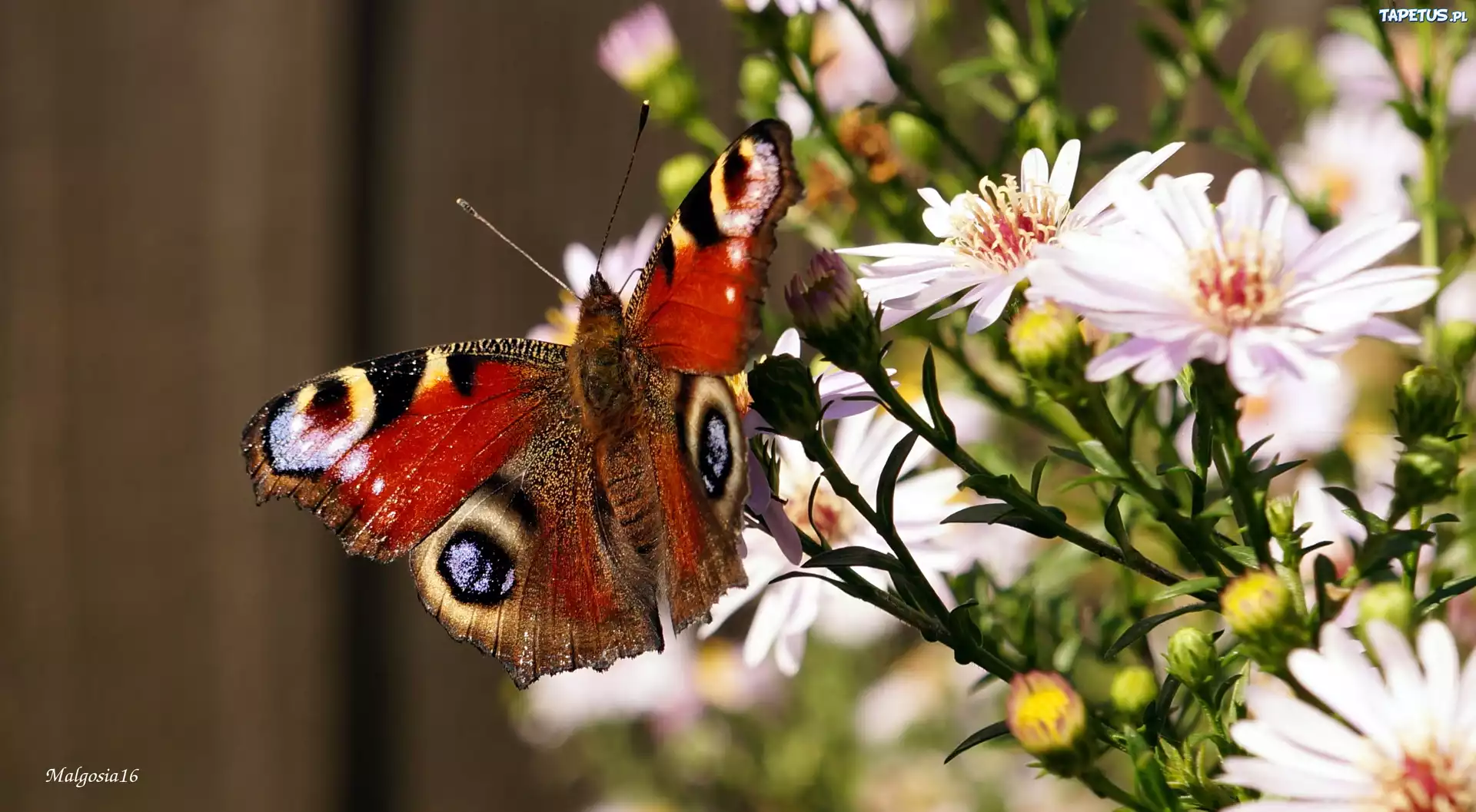 Kwiaty, Astry, Kolorowy, Motyl