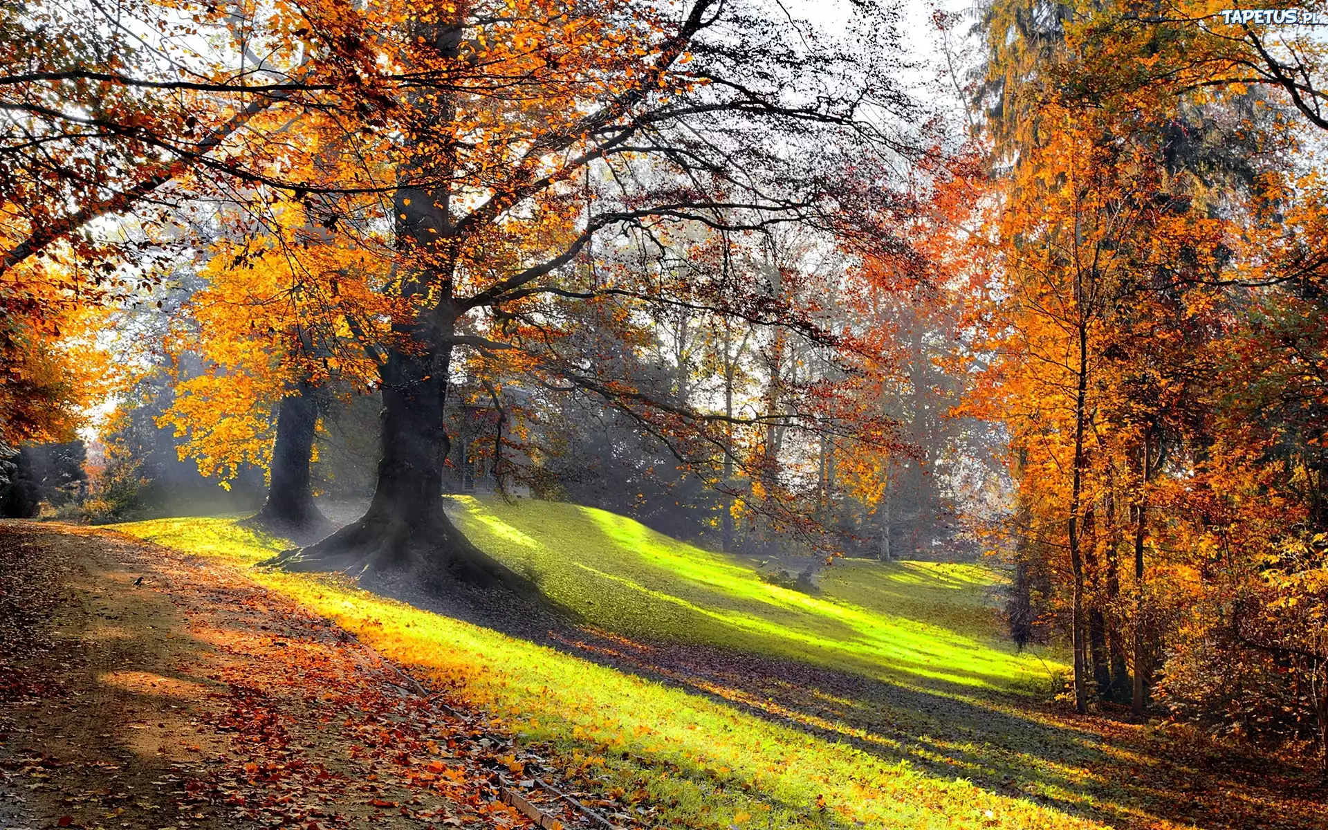 Park, Poranek, Przebijające Światło, Jesień