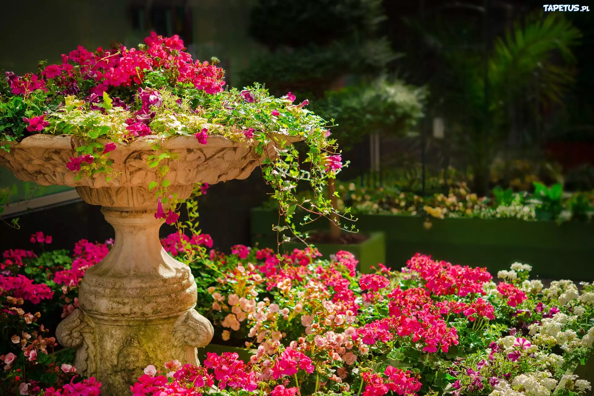Park, Ogród, Donica, Kamienna, Pelargonie