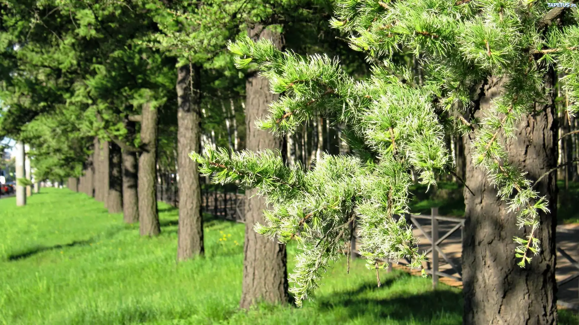 Park, Drzewa, Trawa